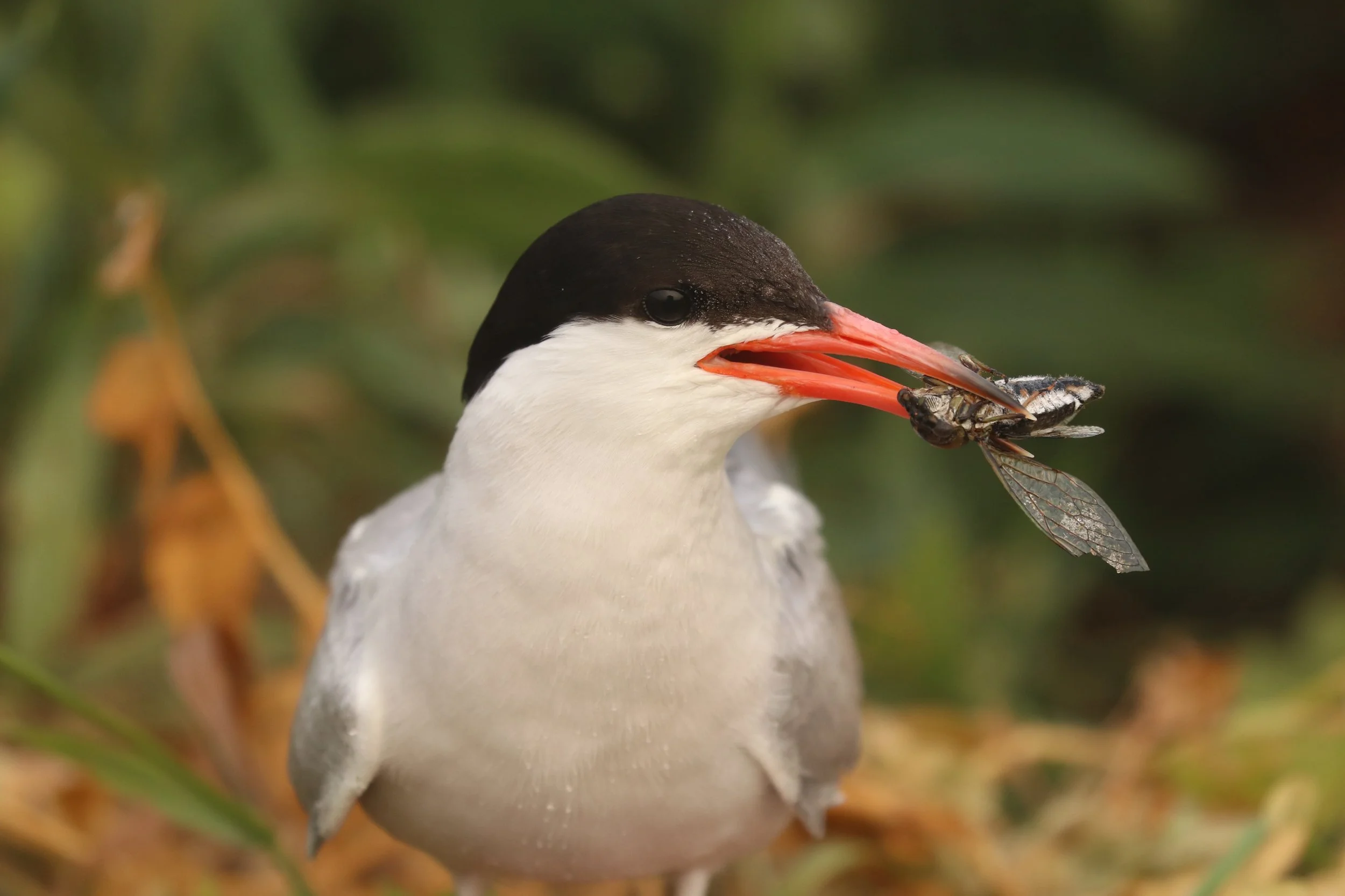 A common tern with a bird in it's mouth