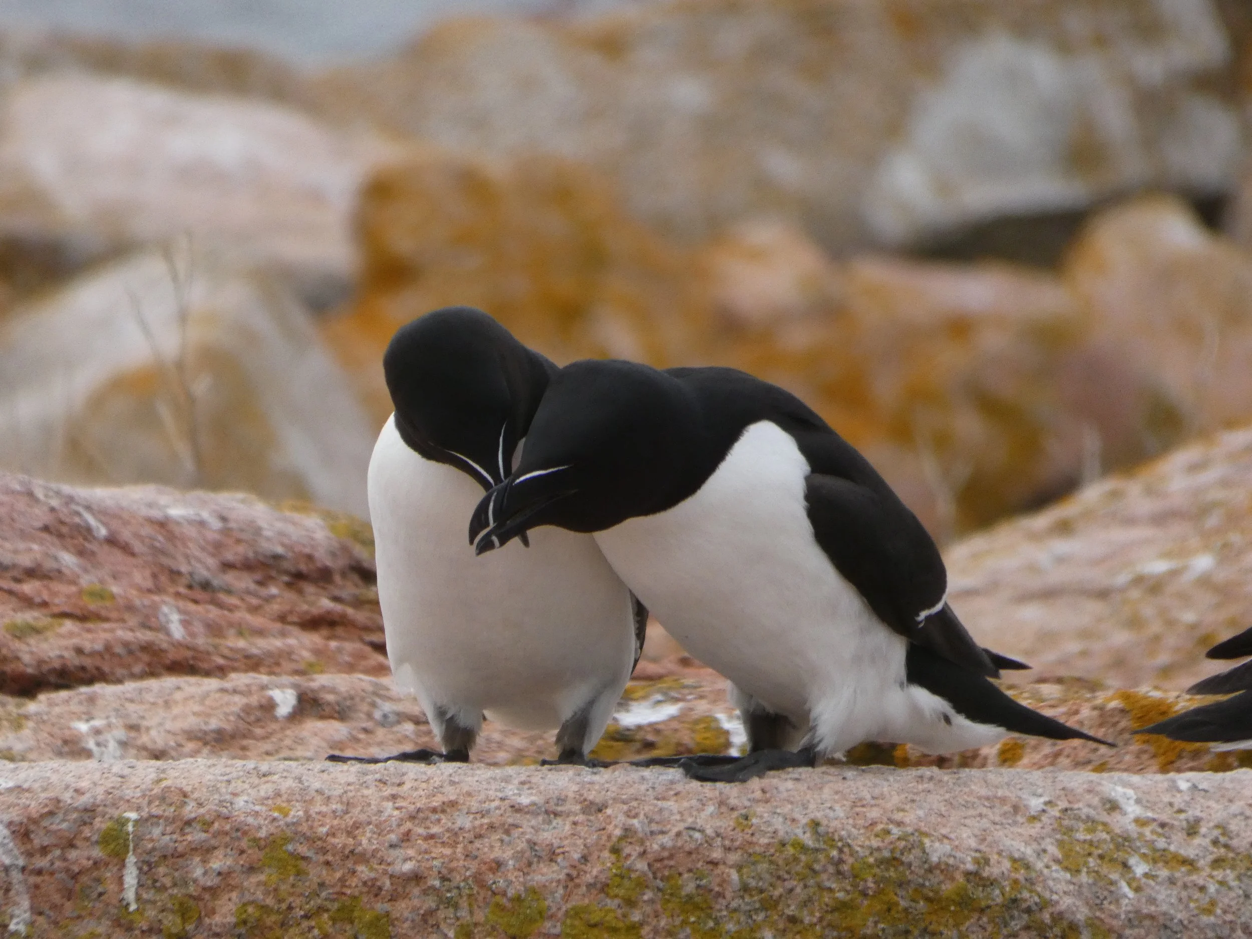 Two razorbills standing on a rocky surface with their heads bent towards each other.