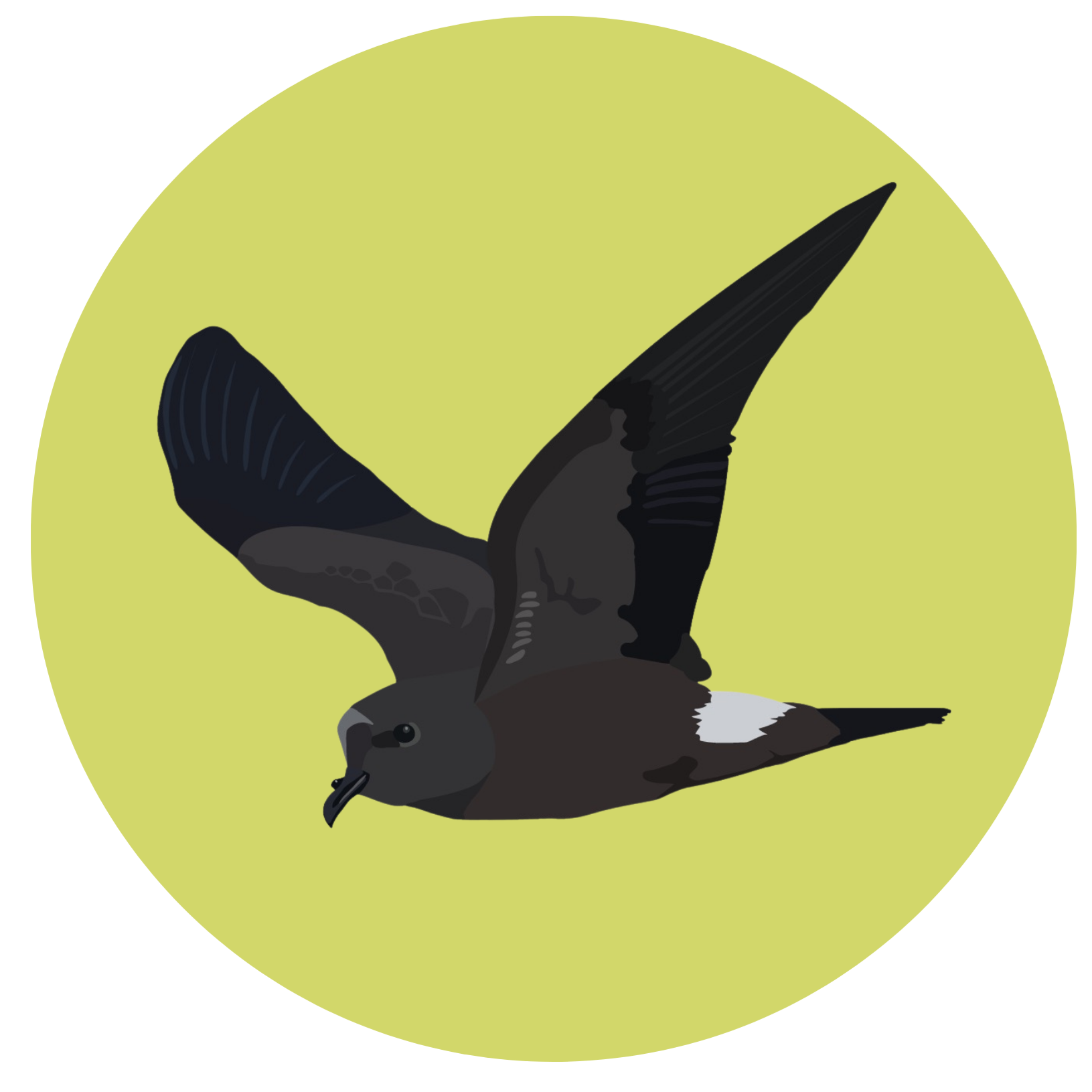 Illustration of a leach's storm-petrel.