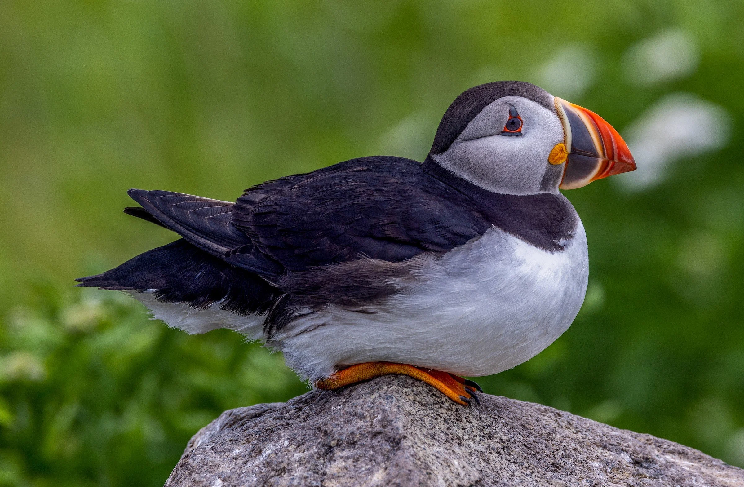 atlantic-puffin-robin-ohrt.jpeg