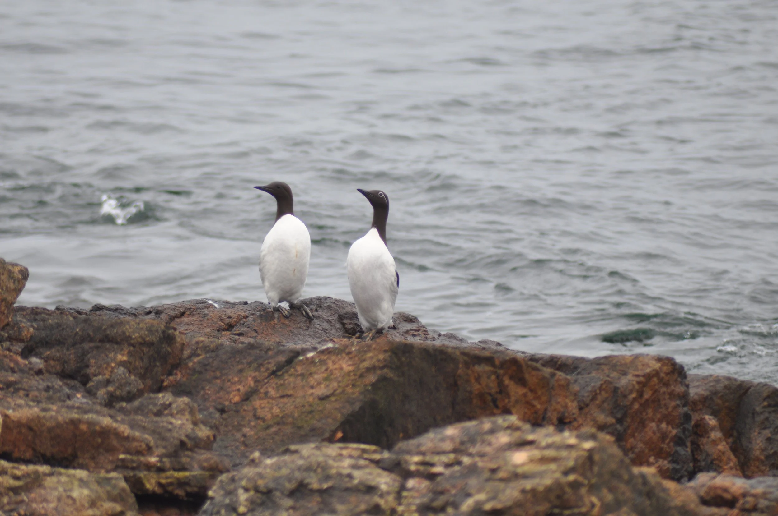 Two common murres with black heads and white bodies perched on rocks by the ocean, facing opposite directions with water in the background.