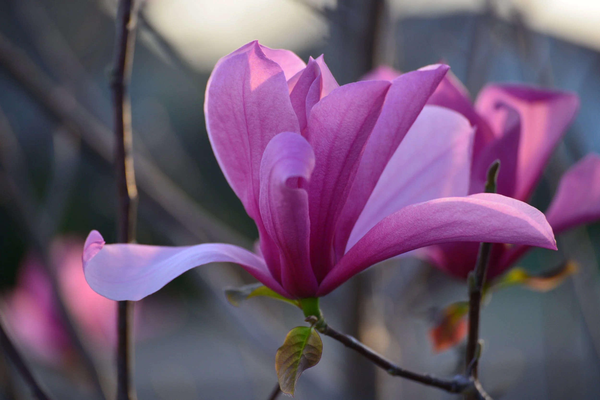 The Sacred Womb: A Gentle Return to the Wisdom Within