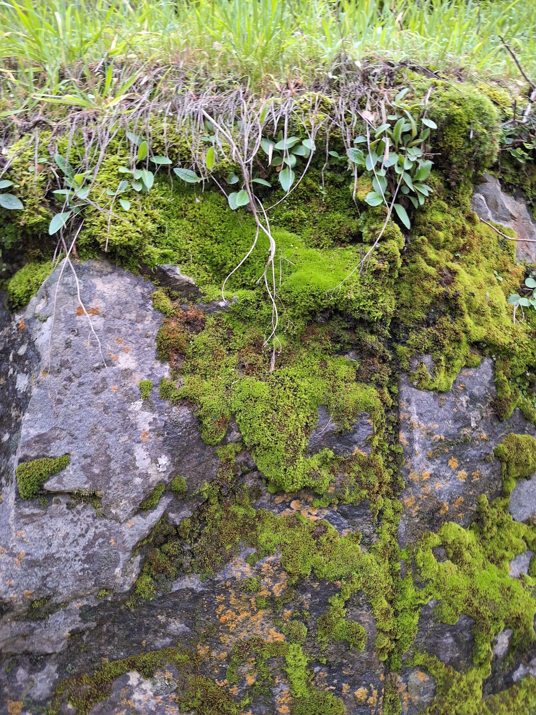 Close-up of moss and small plants growing on rocks in a natural outdoor setting.