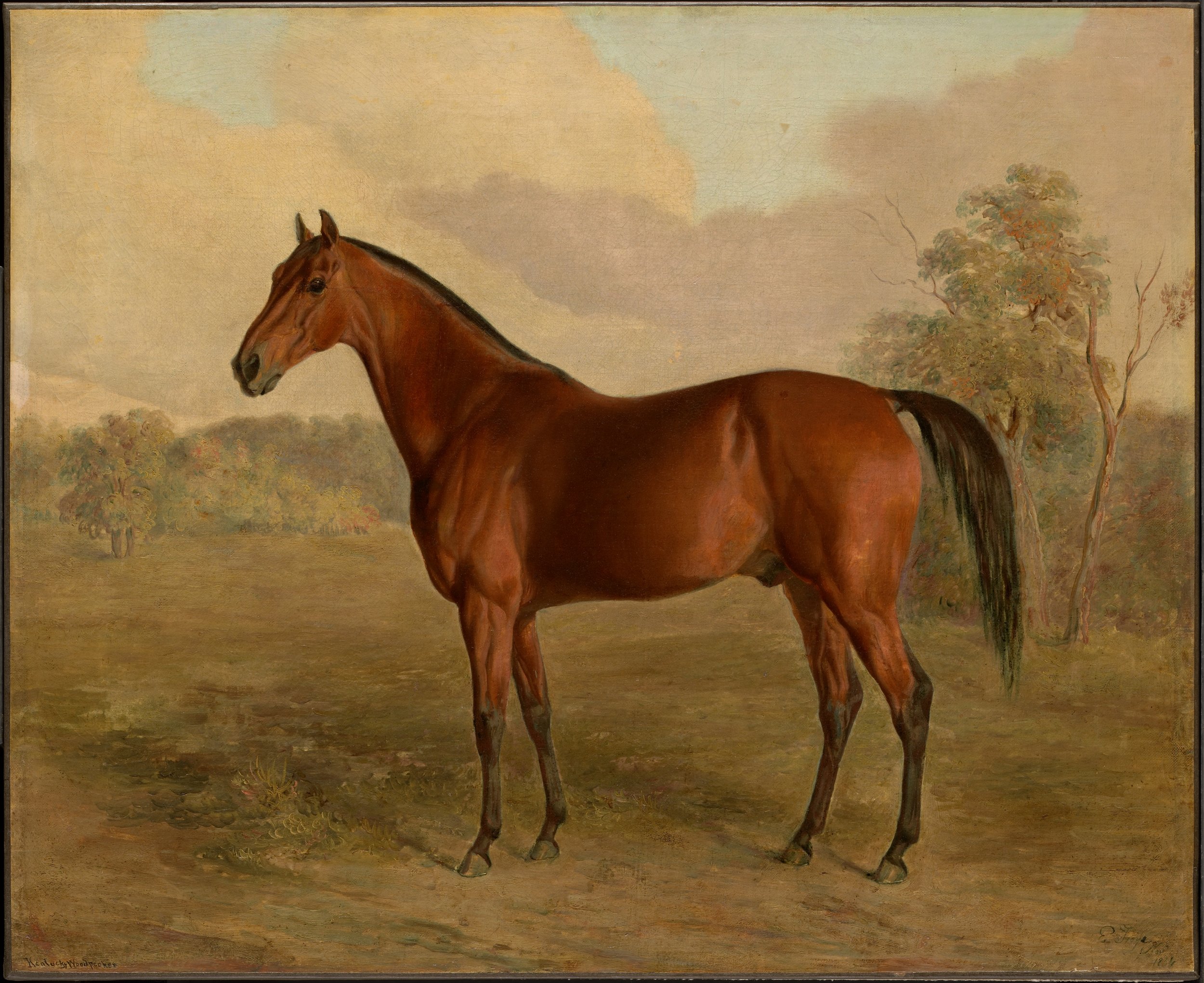 Kentucky Woodpecker (1834) by Edward Troye.jpg