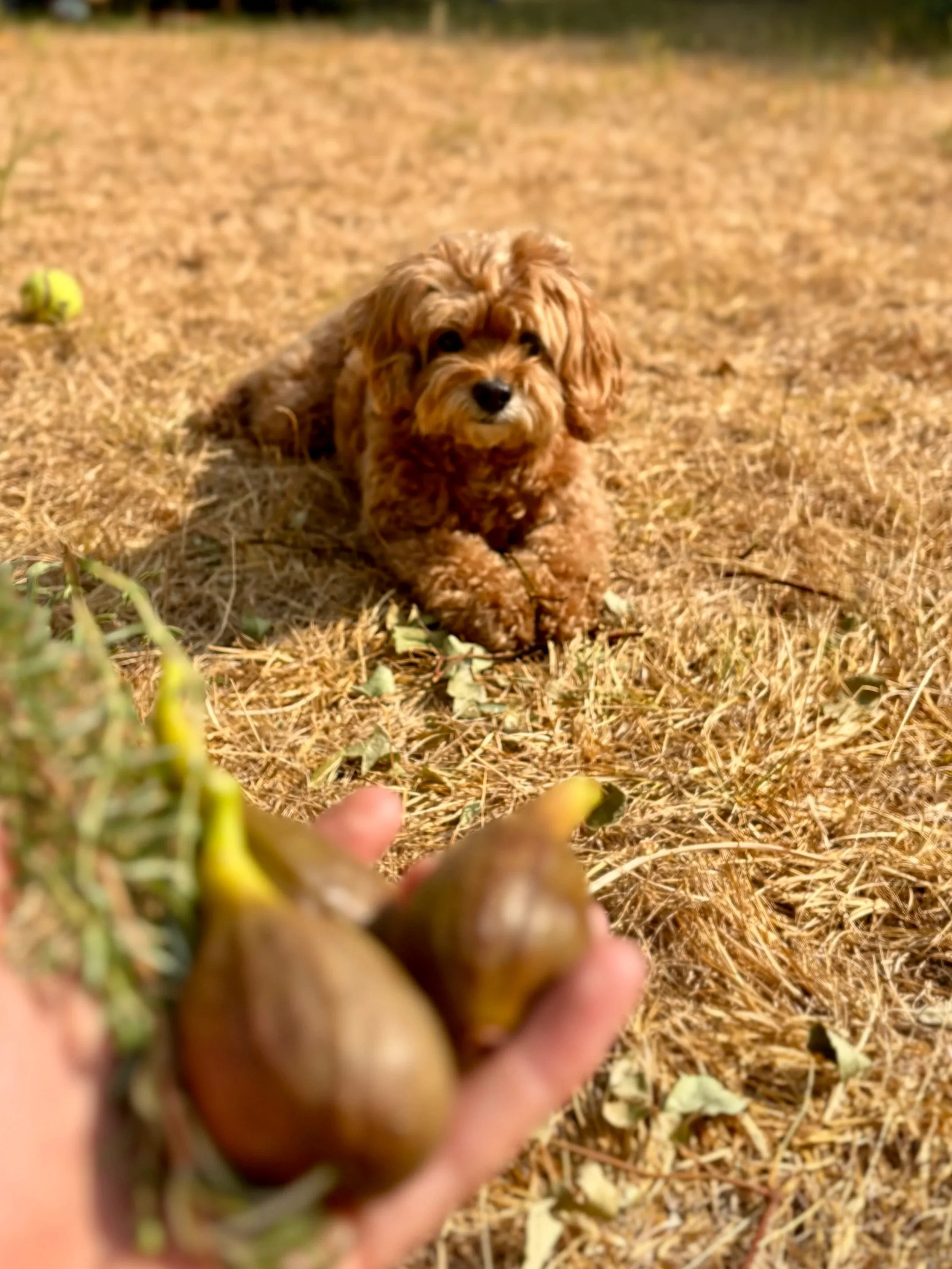 Writer’s Block &amp; Garden Figs