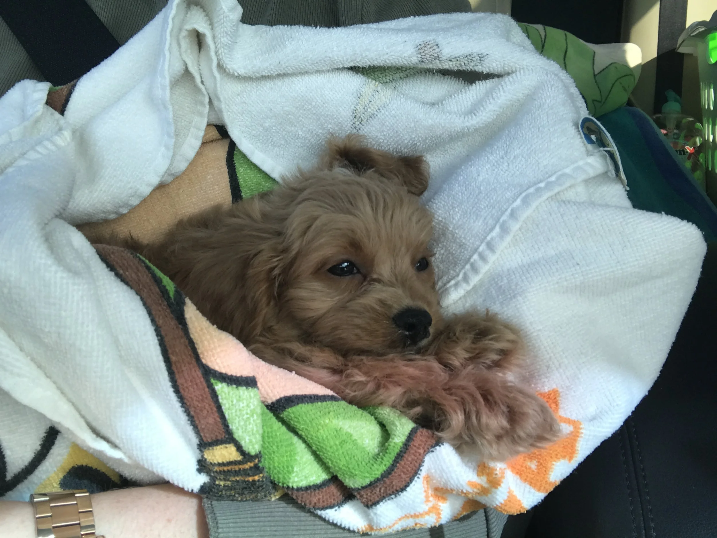 First day with Anya, April 2020