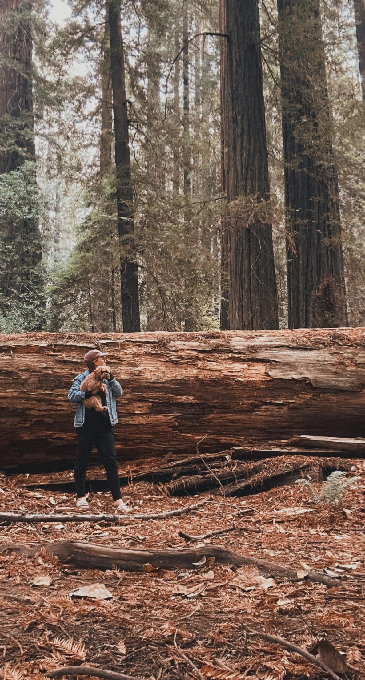 Redwood National Forest, 2022