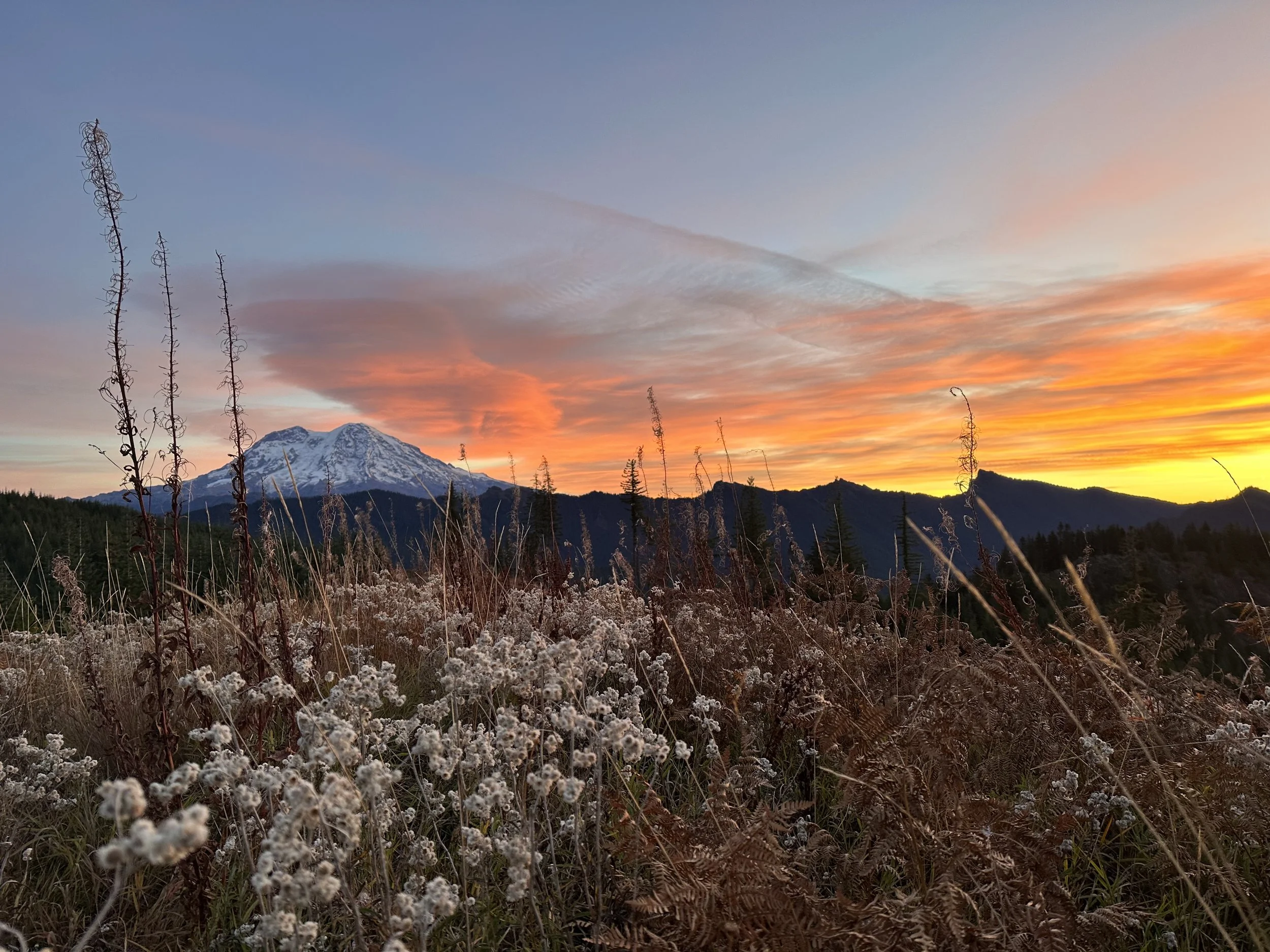 View of Mt. Rainier, 2023