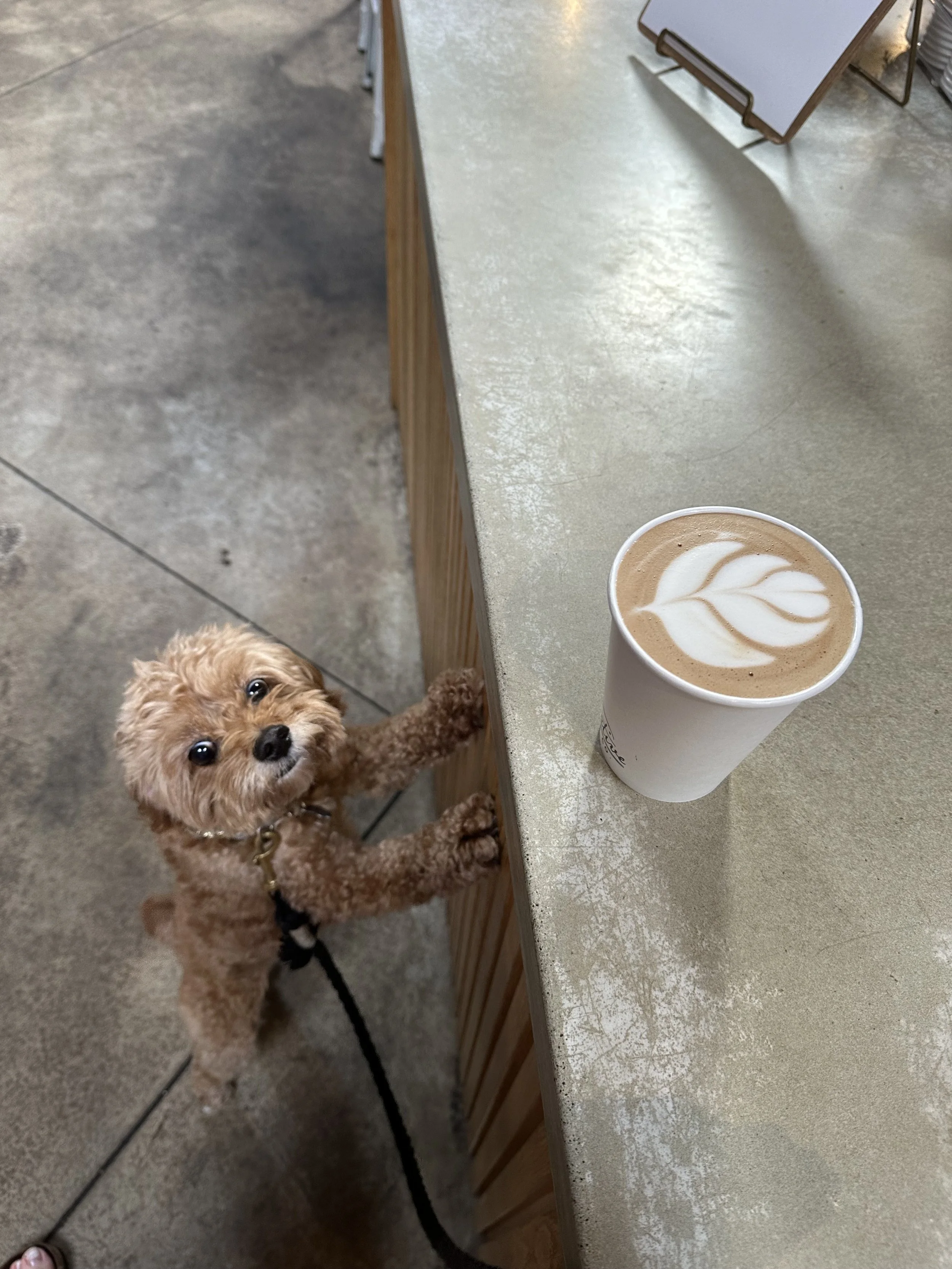 Anya wants coffee, Everett, 2024