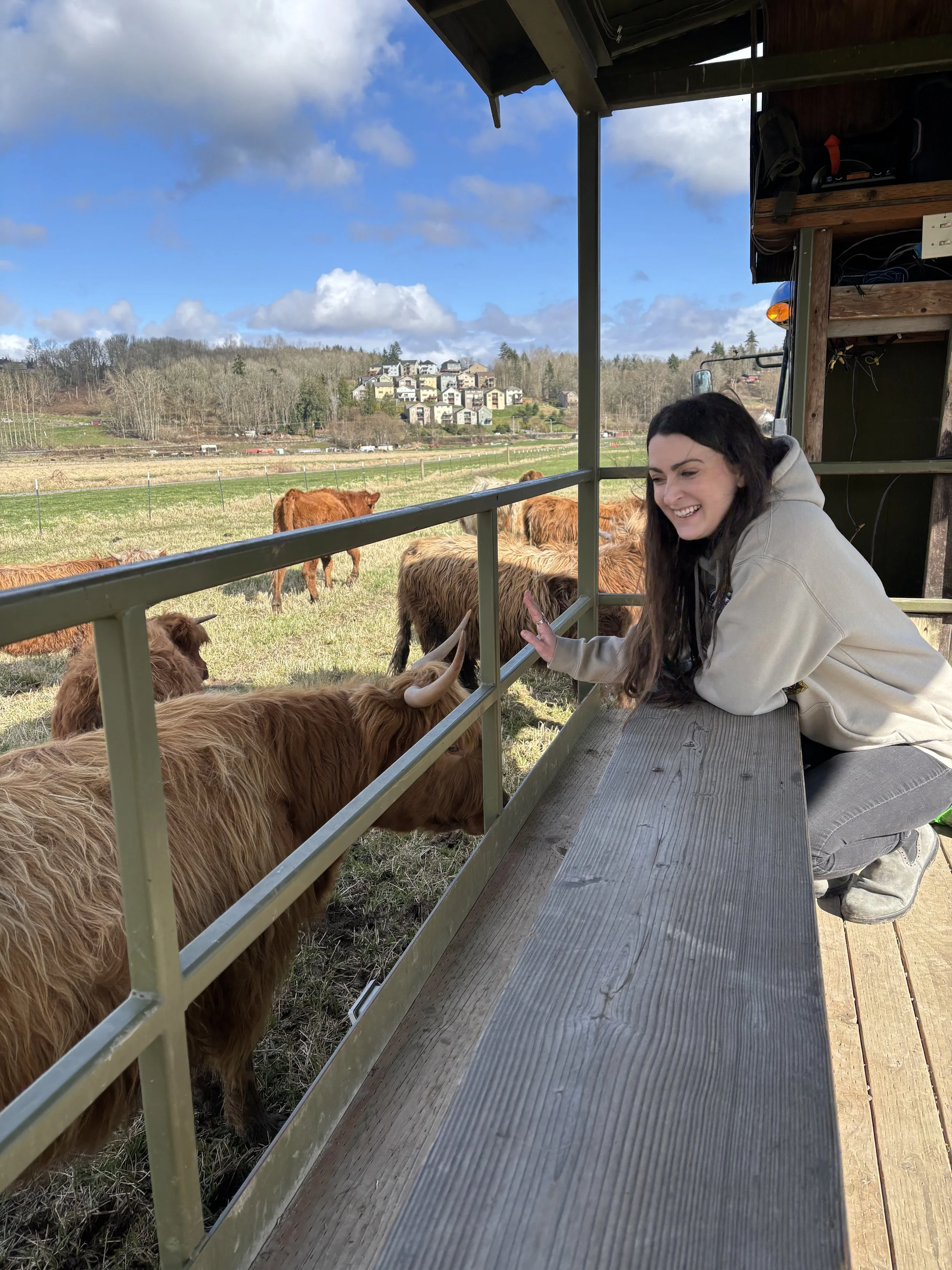 Highland Cow Farm visit, Snohomish, Washington, 2025