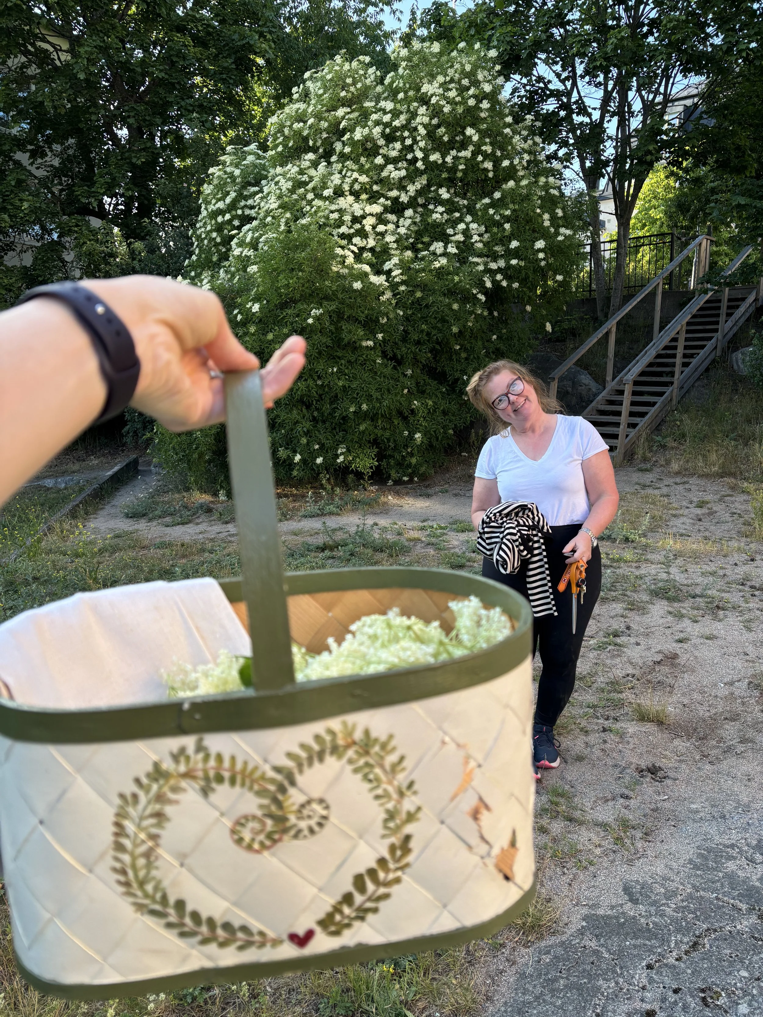 Picking Elderflower, Sweden, 2025