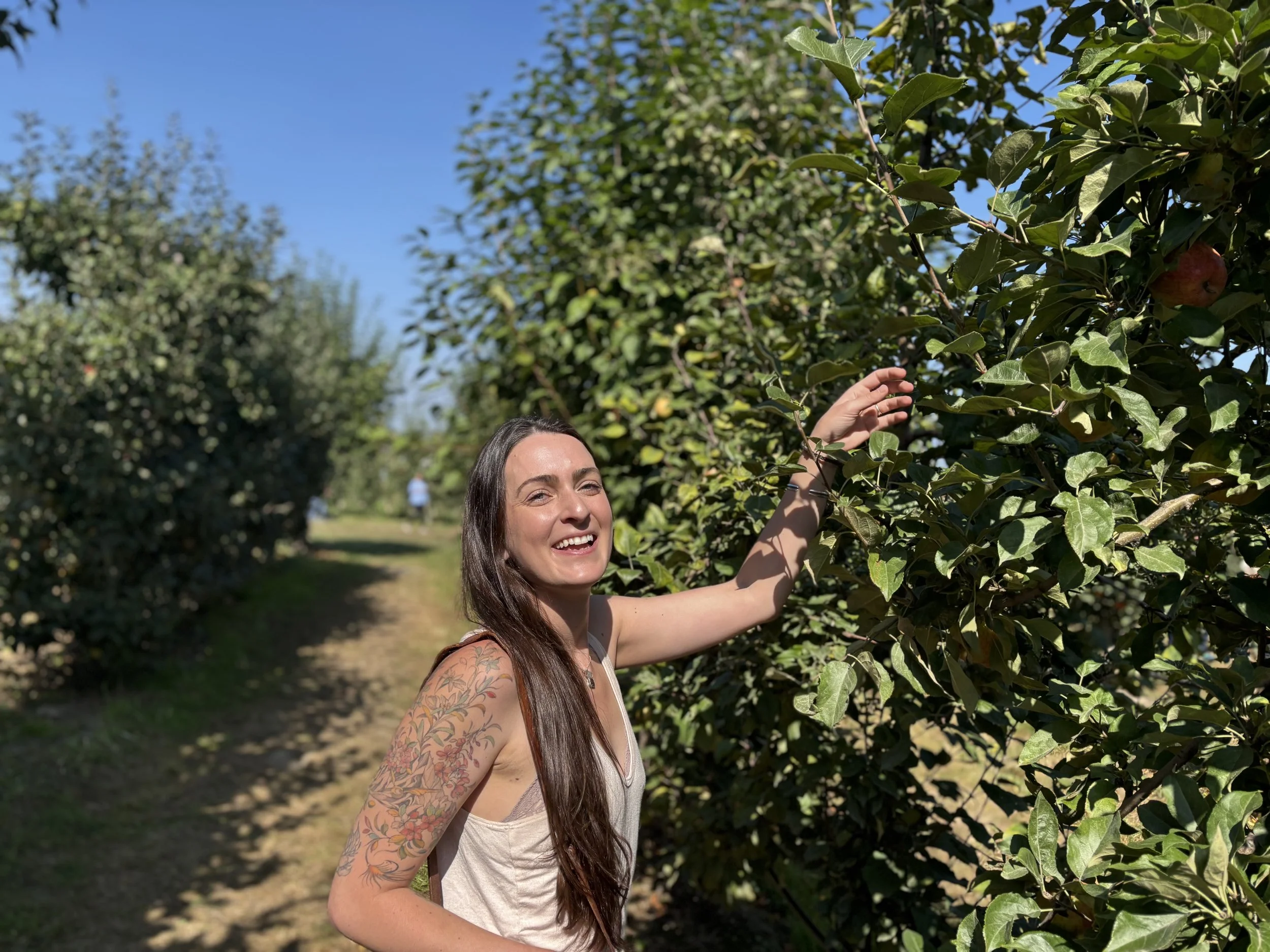 Apple picking in Everett, 2025