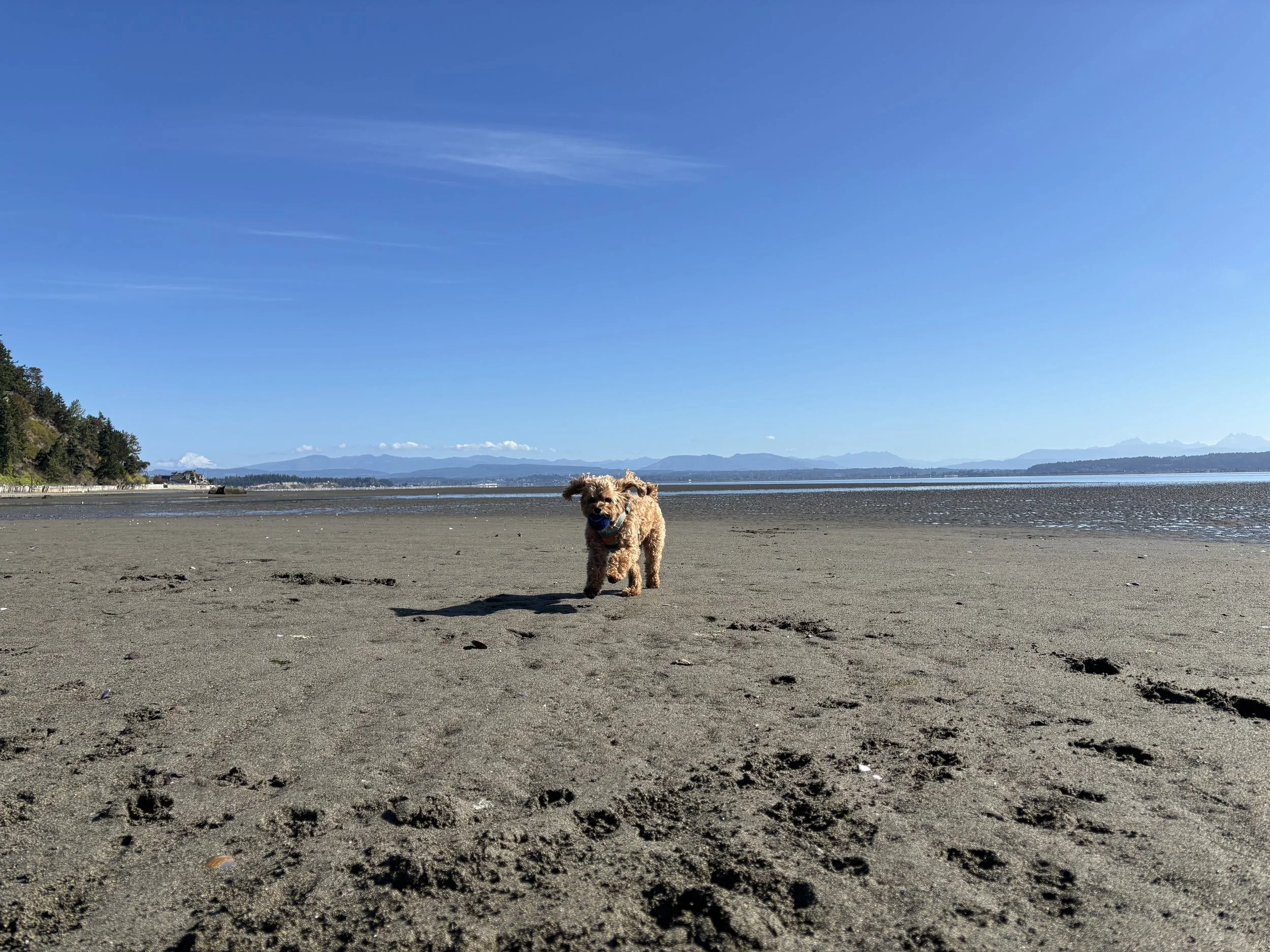 Camino Island, Washington, 2025