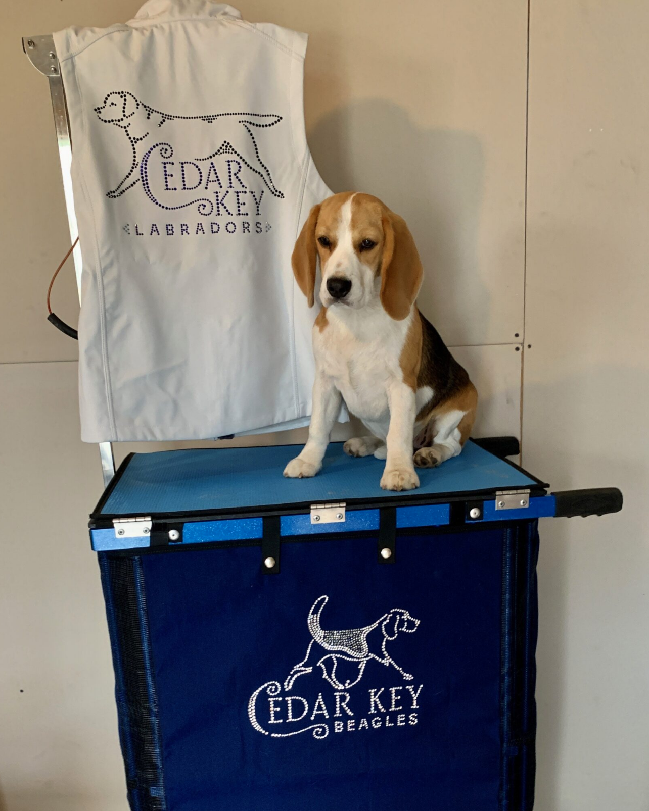 Cedar Key Labradors vest &amp; Cedar Key Beagles trolley cover