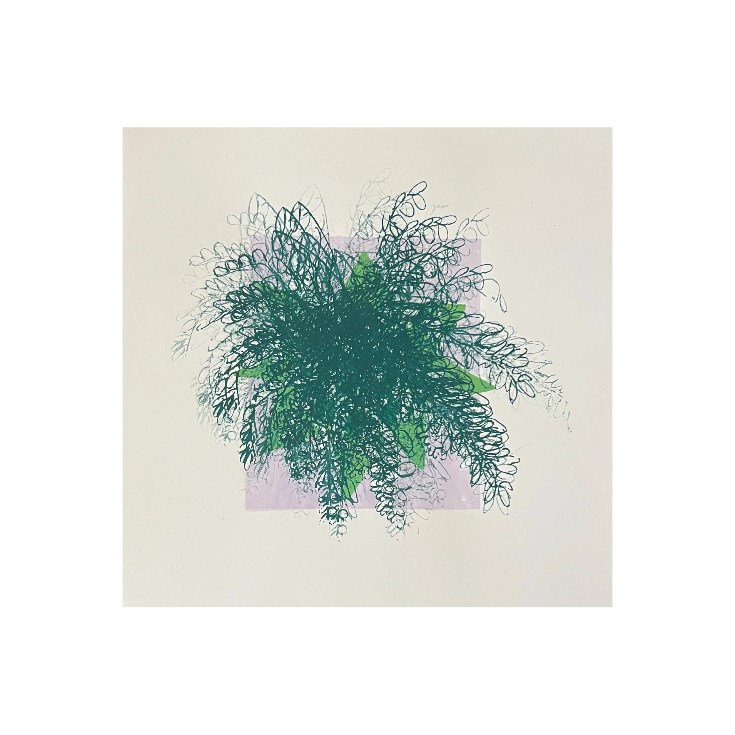 MONSTERA