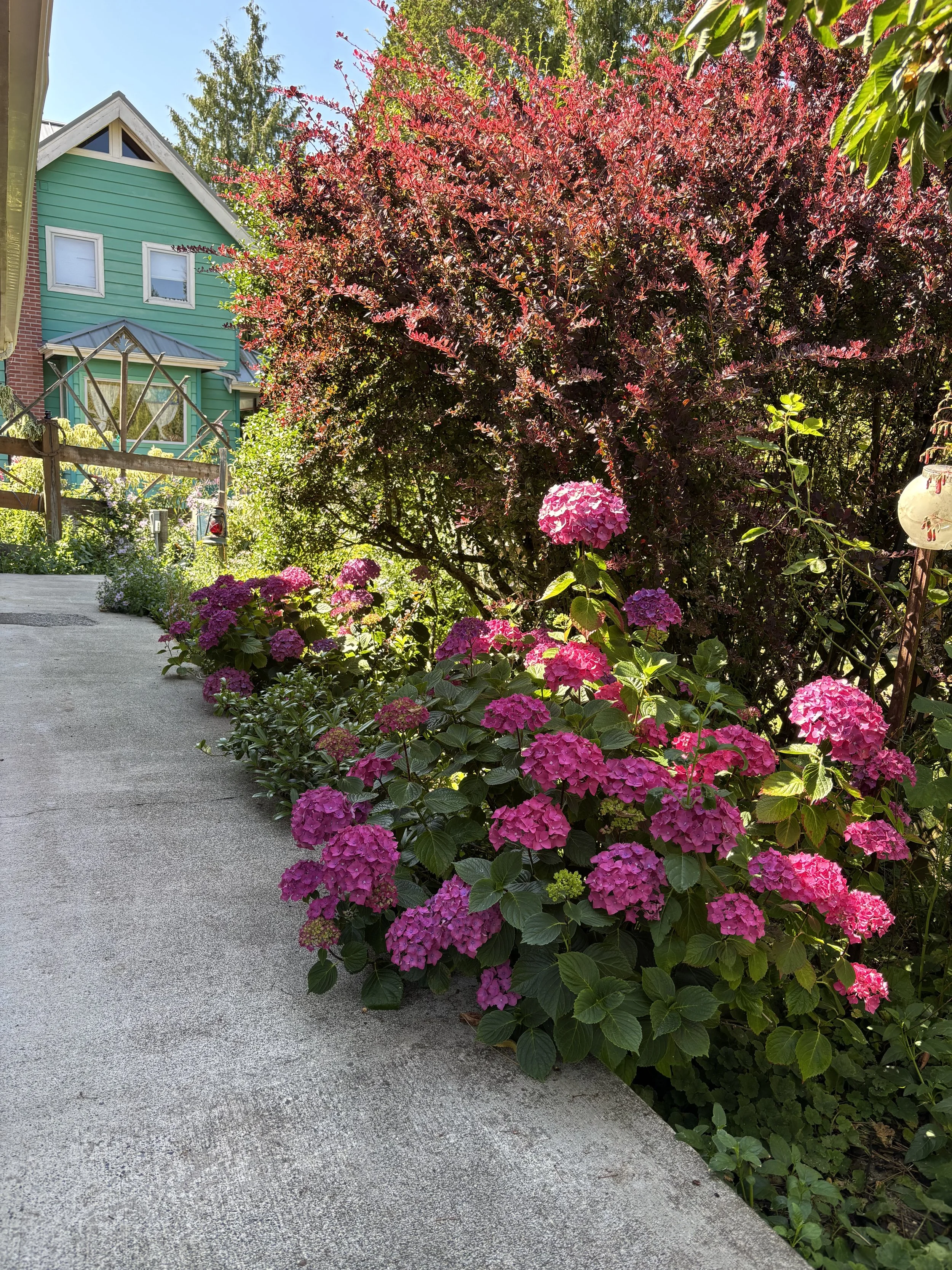 Pig Tail garden