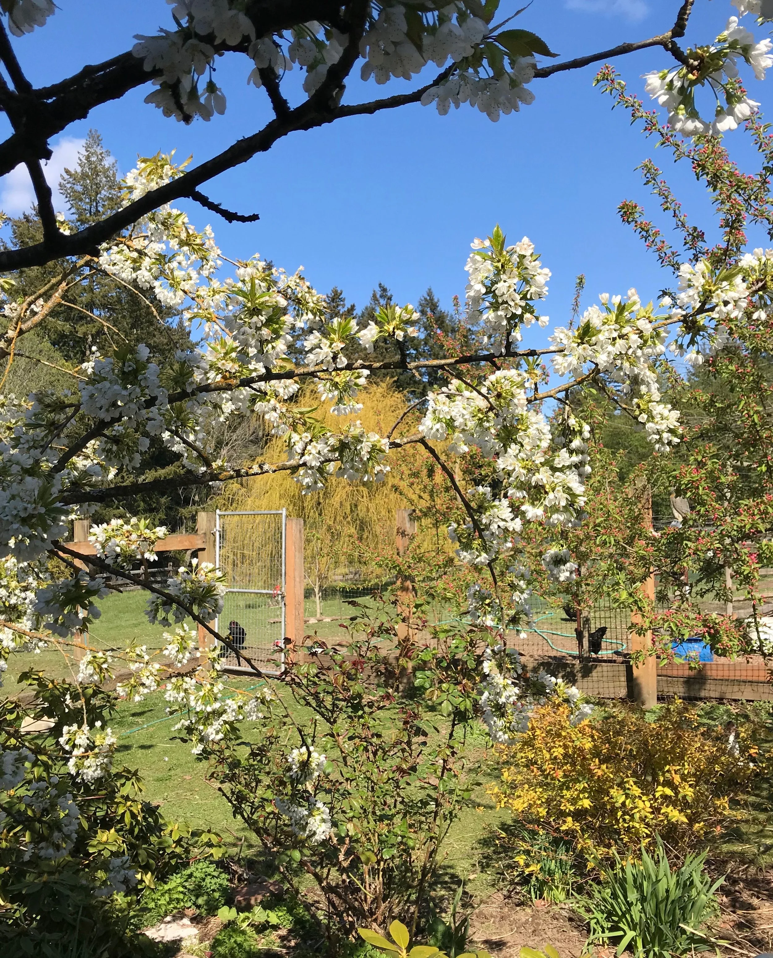 Pig Tail garden