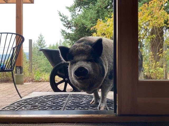 Rosie the Concierge