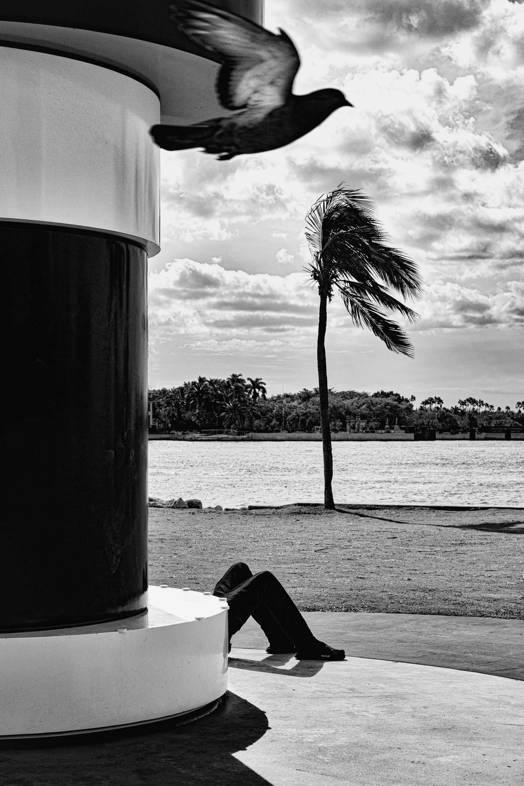 A black and white photo by Donna Lancia taken in Miami Beach of a man sitting with only his legs visible as a bird flies close to the camera.  The image has many coincidences and repeated patterns.