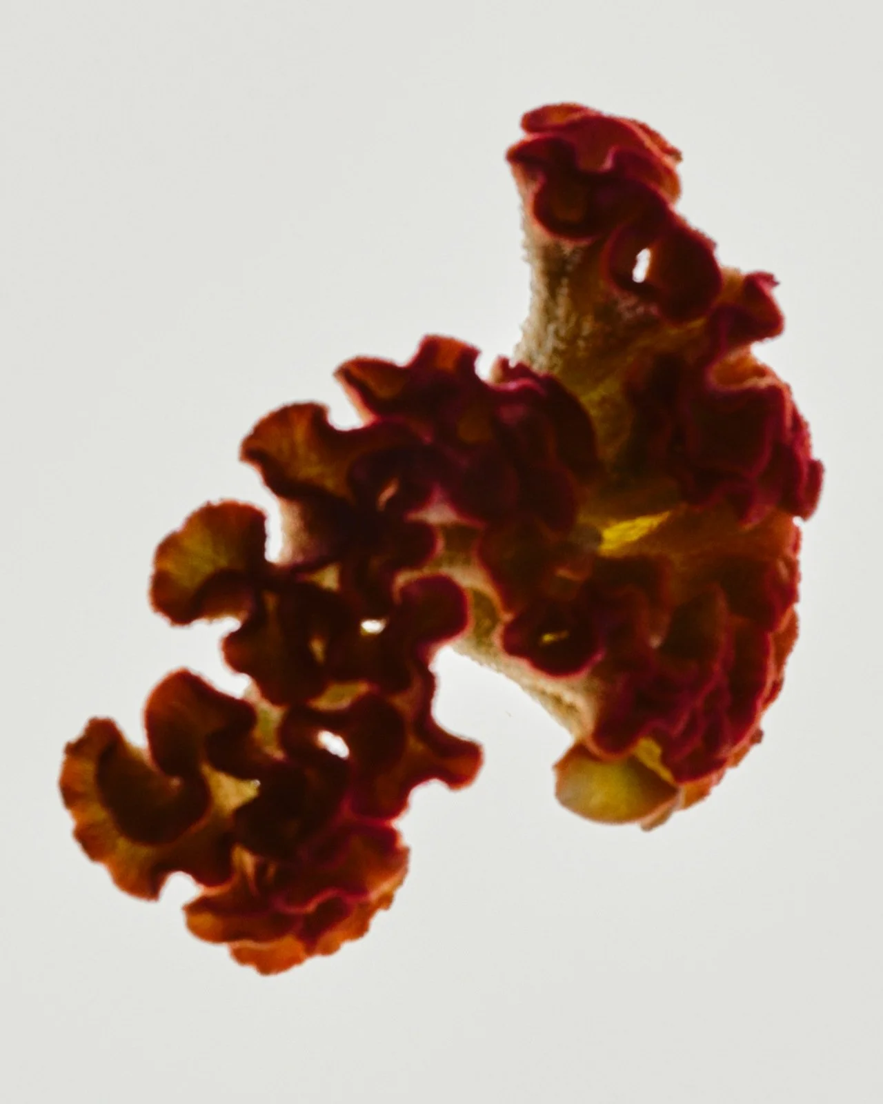 Abstract representation of the brain for research, a coral-like flower bud