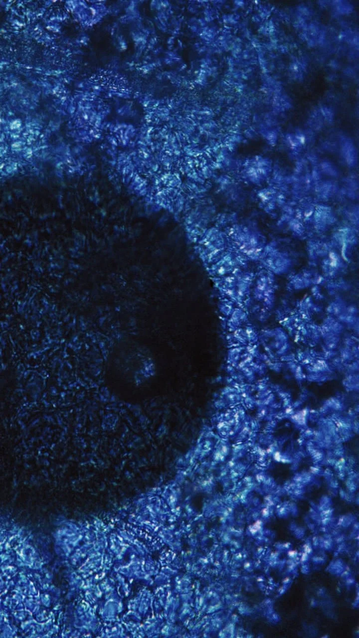 Blue under microscope