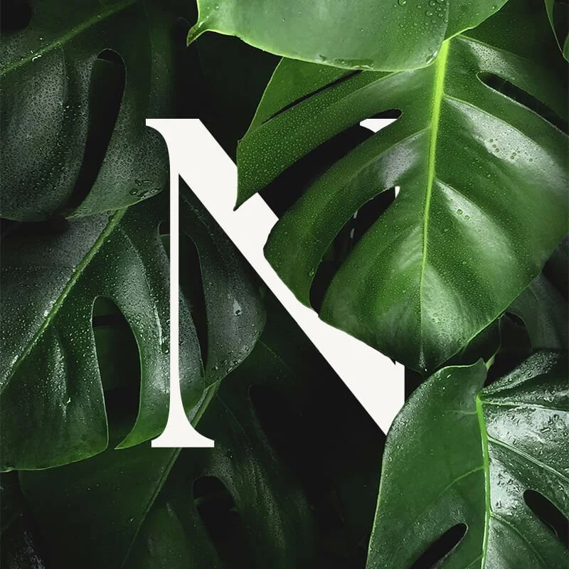 A crisp white serif 'N' logo layered behind a vibrant, wet Monstera leaf, representing a natural and intentional brand aesthetic.