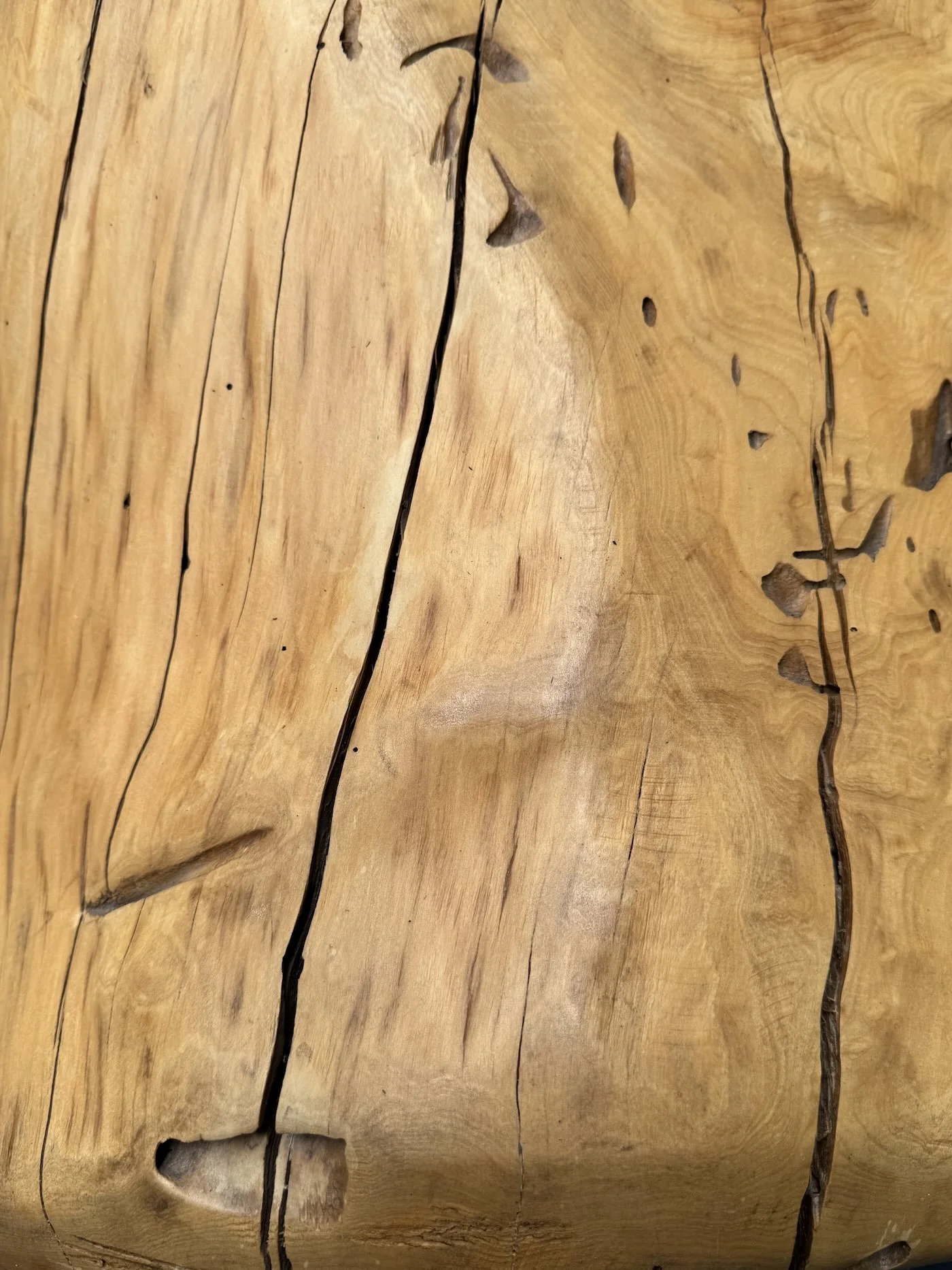 MTR- 019 NATIVA 3.jpeg