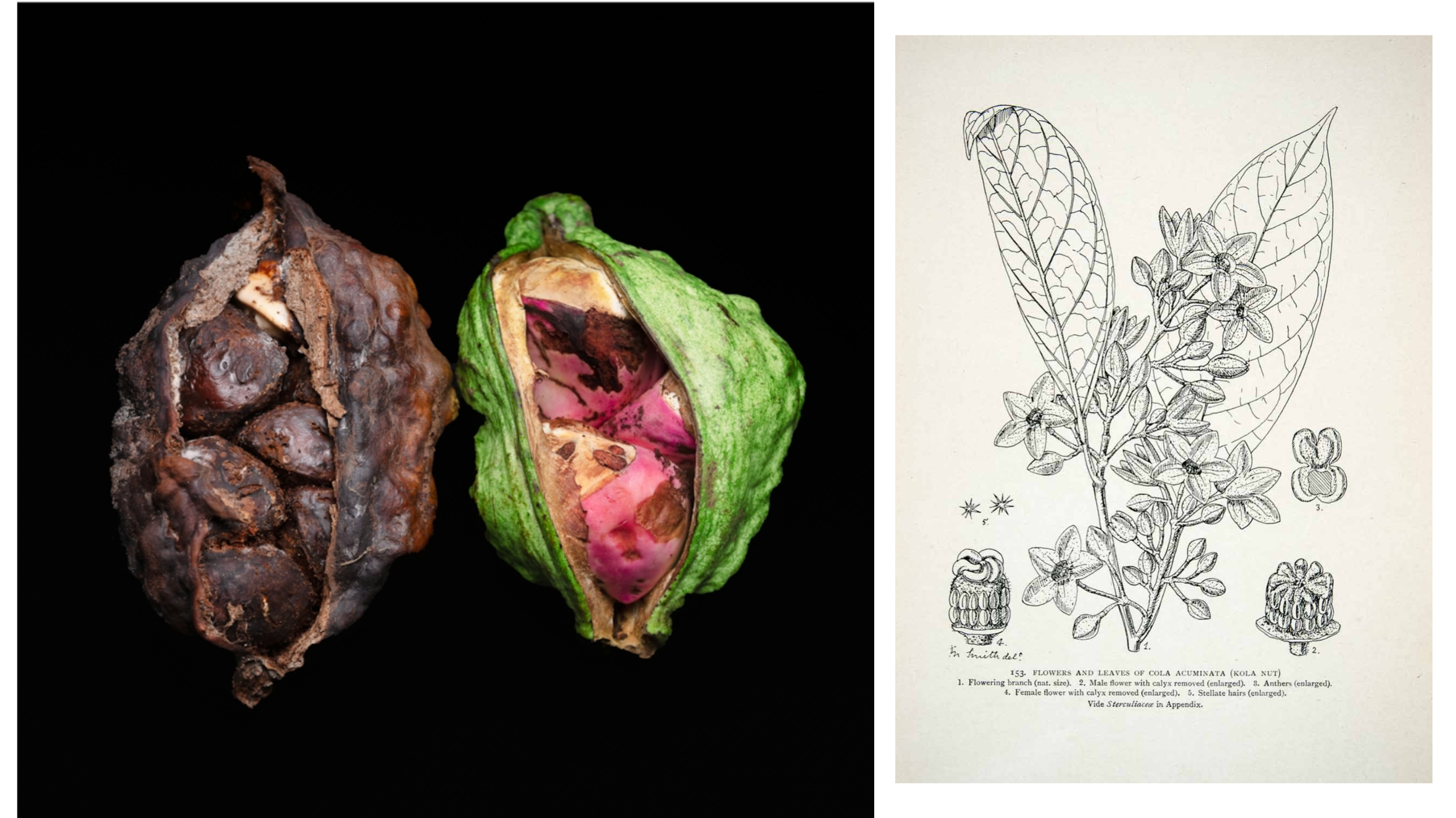 Botanical lithograph of the kola nut plant (Cola acuminata) with leaves, flowers, and opened pods beside a close-up of two kola nut shells, one cracked and decayed and the other intact.