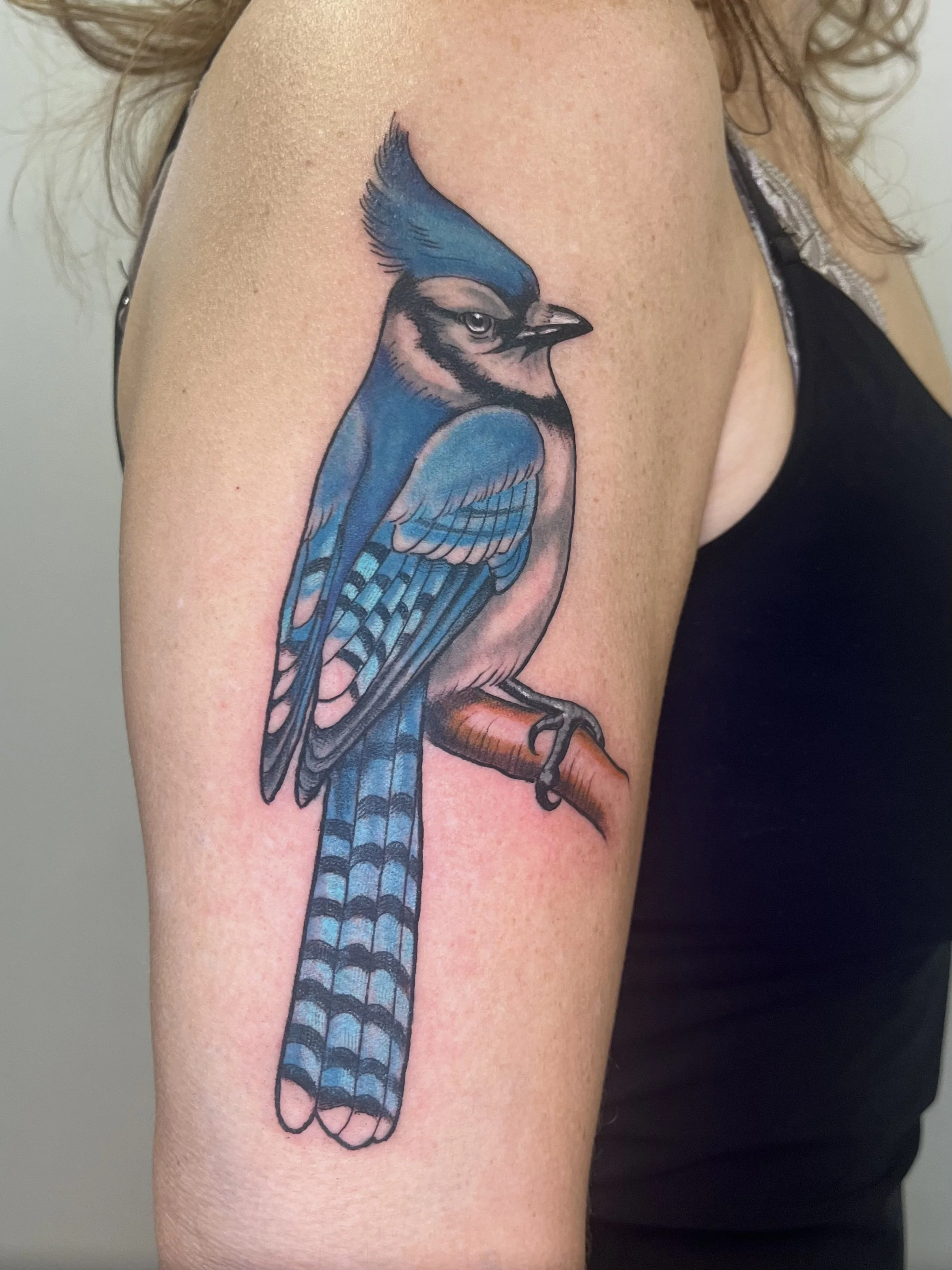 Colorful Neo traditional tattoo of a blue jay bird sitting on a branch on person's upper arm.
