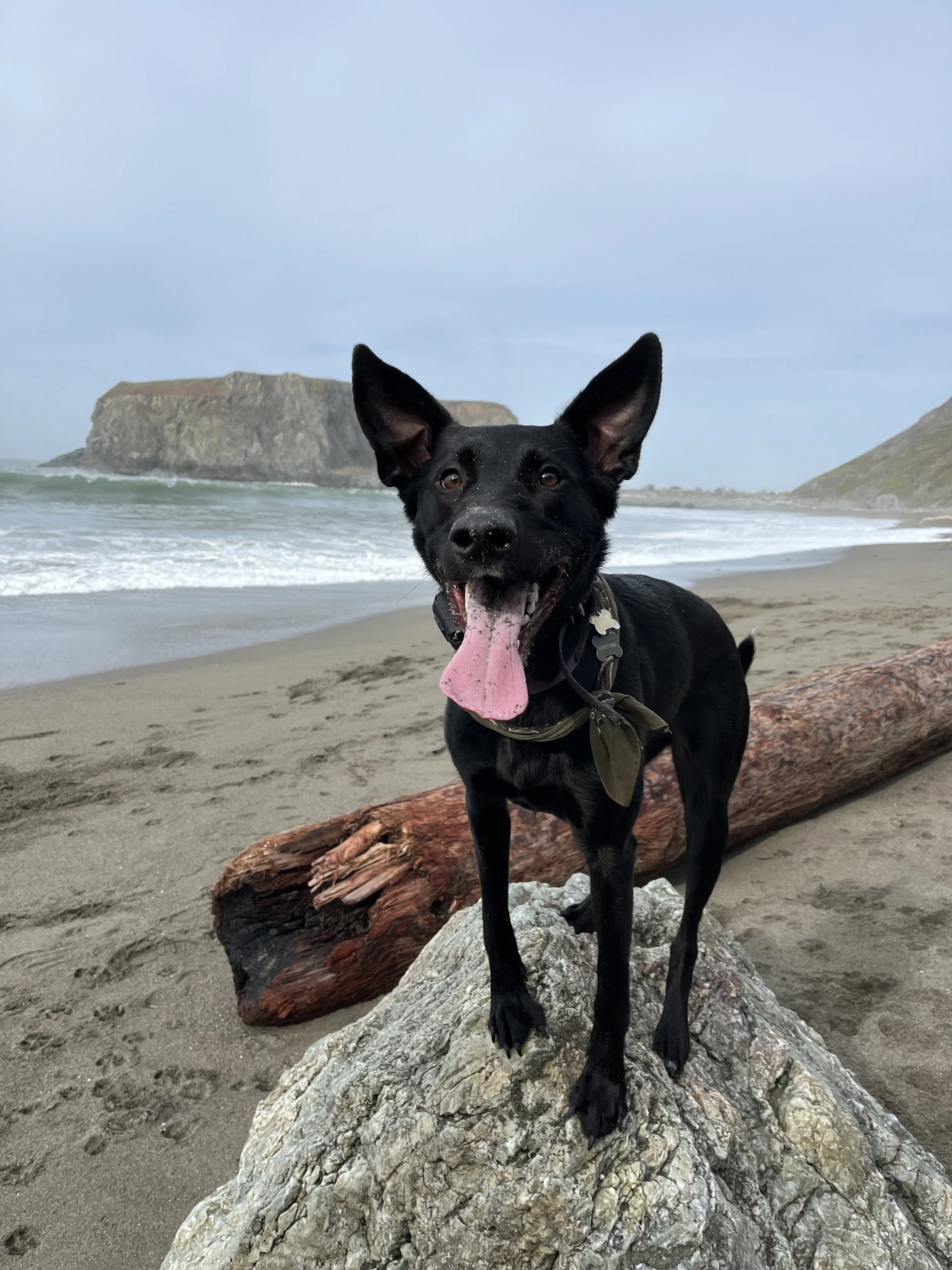 A black dog with large ears standing on a rock at the beach, with ocean waves and cliffs in the background, and a log in front of the dog.