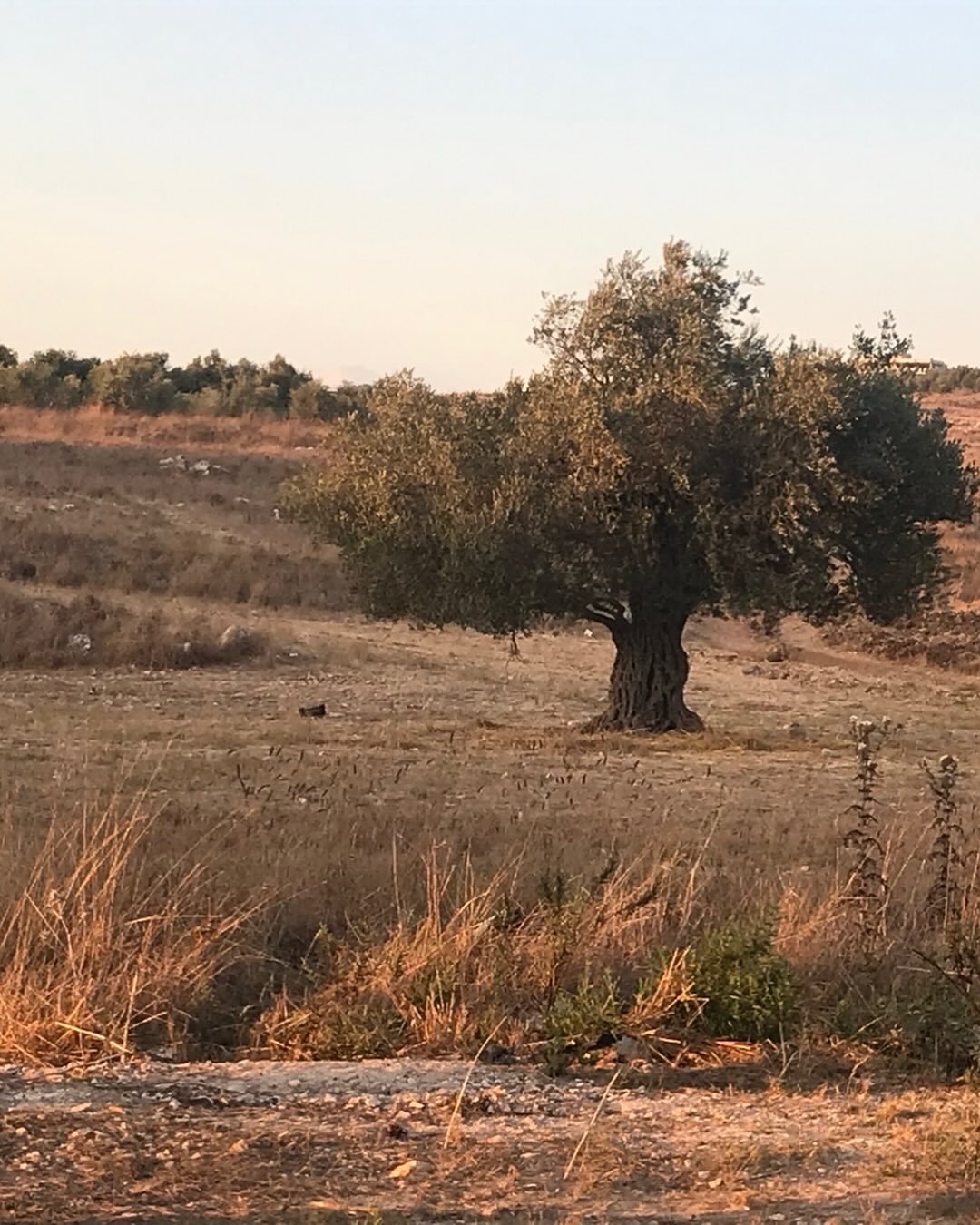 لكن رح نرجع ، رح نرجع من حرايق، رح نرجع من شوارع هدّمتها المدافع&hellip; رح نرجع