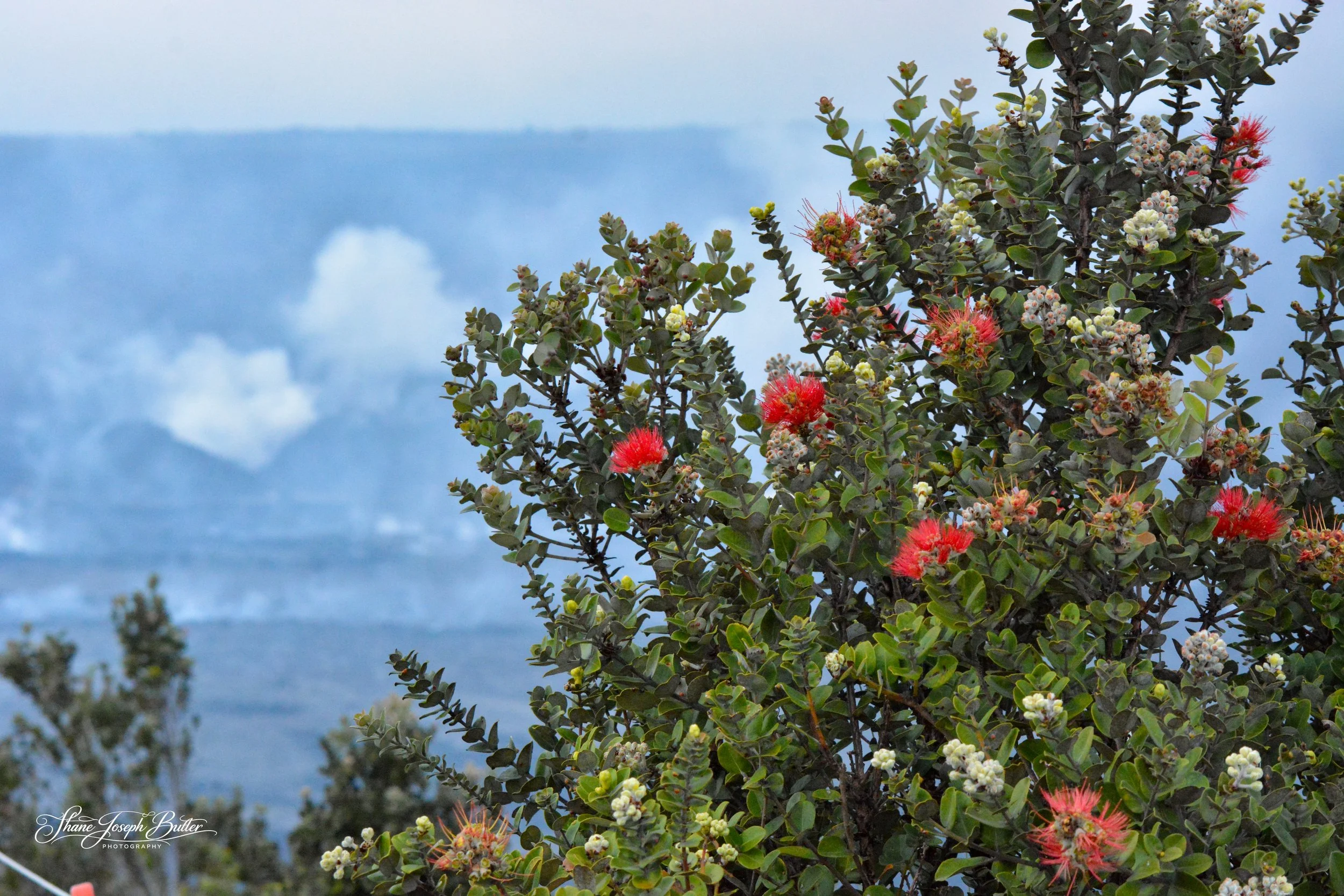 Lehua tree on the edge of Kilauea Volcano Caldera.

Shot with Nikon D7100