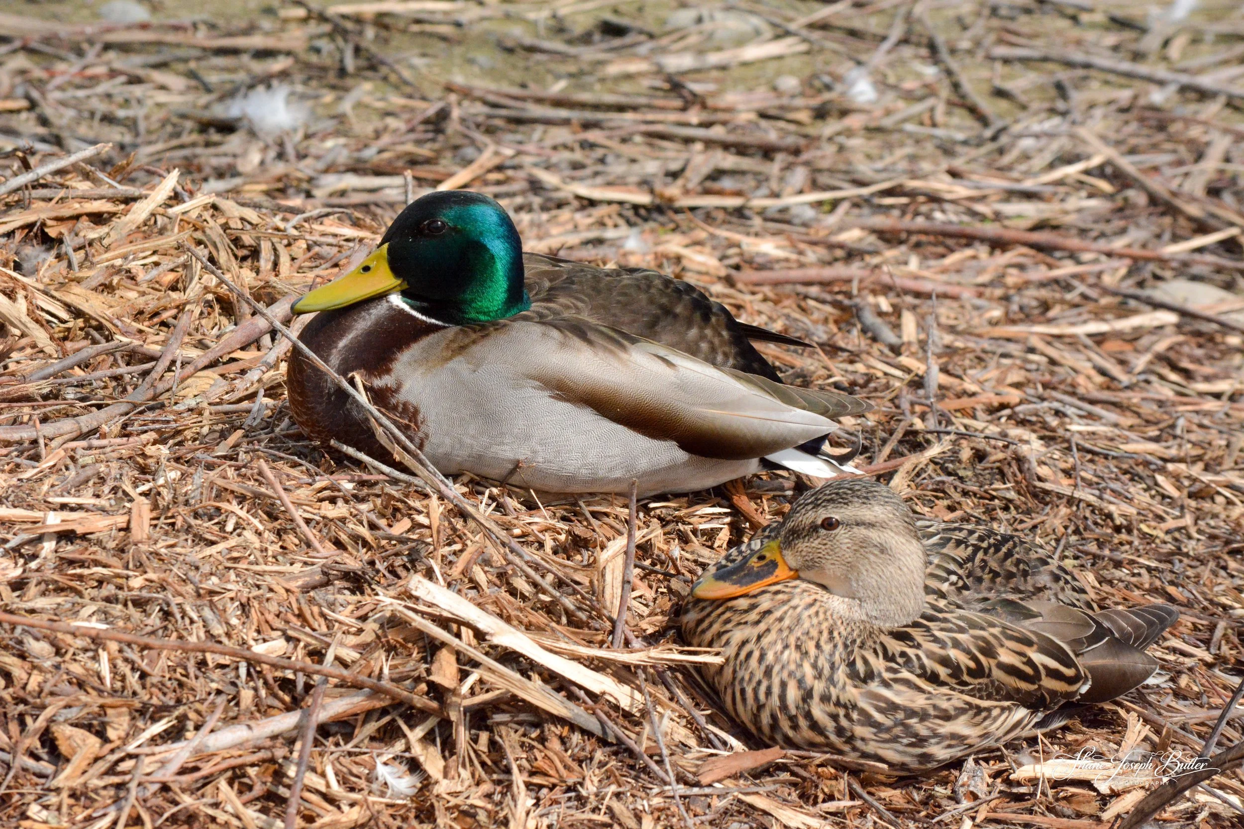 Untitle F3HP Shots-10.jpg