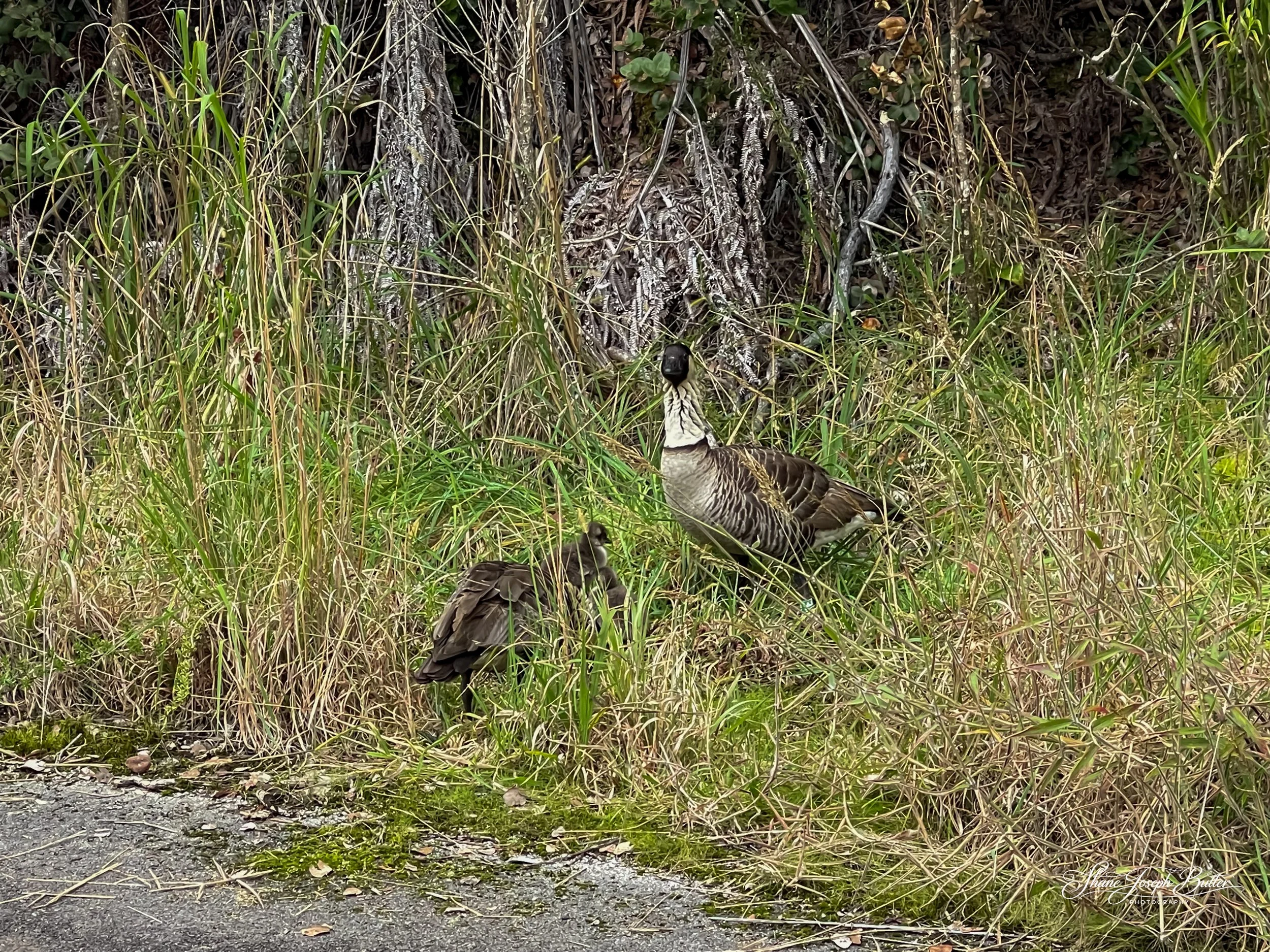 Untitle F3HP Shots-6.jpg