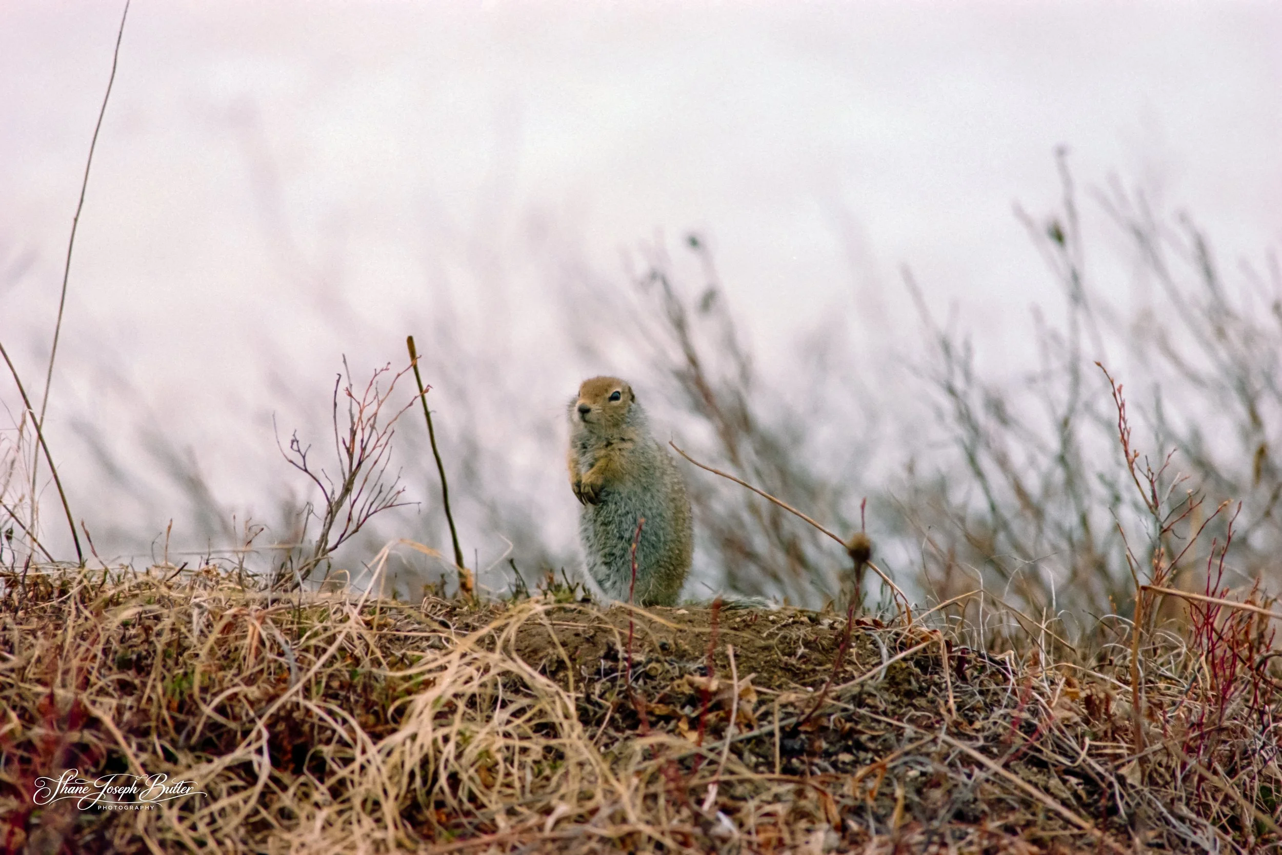 Arctic Ground Squirrel waiting for the snow to melt in Hatcher Pass Alaska.

Shot with Nikon N2020 35mm Film