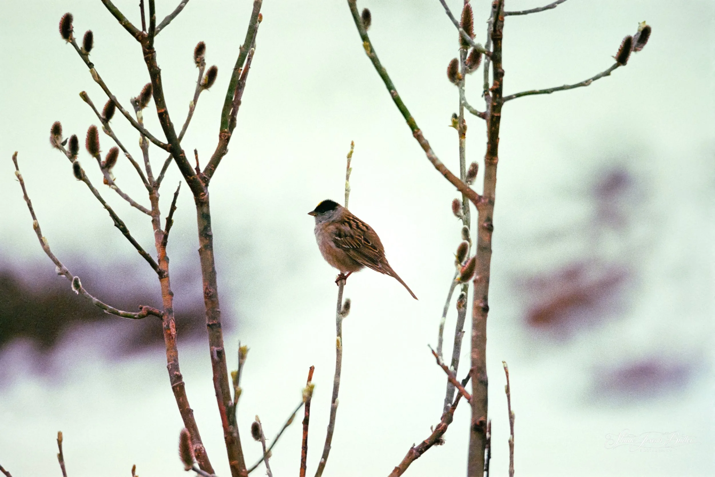 Untitle F3HP Shots-17.jpg