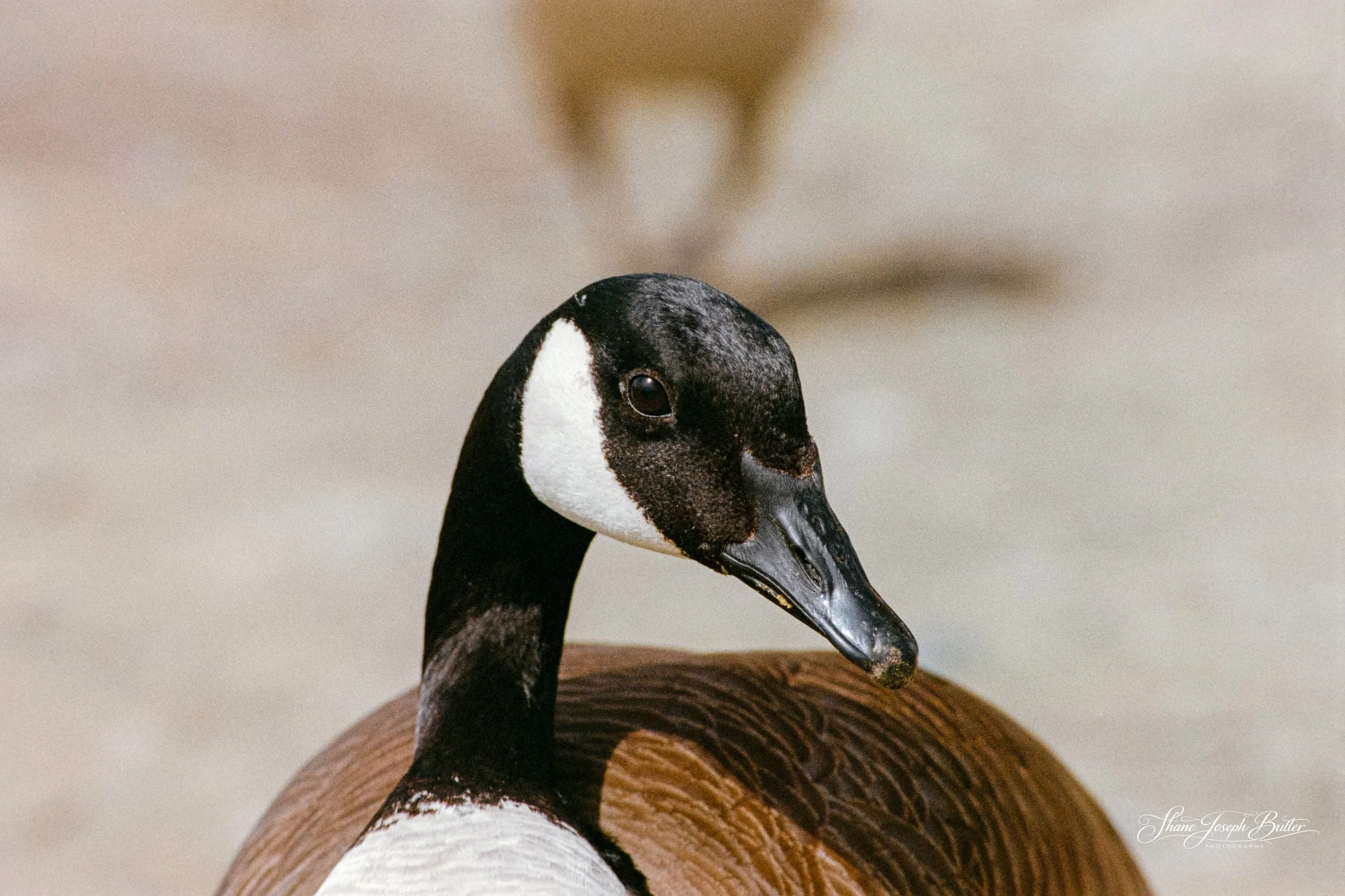 Untitle F3HP Shots-14.jpg