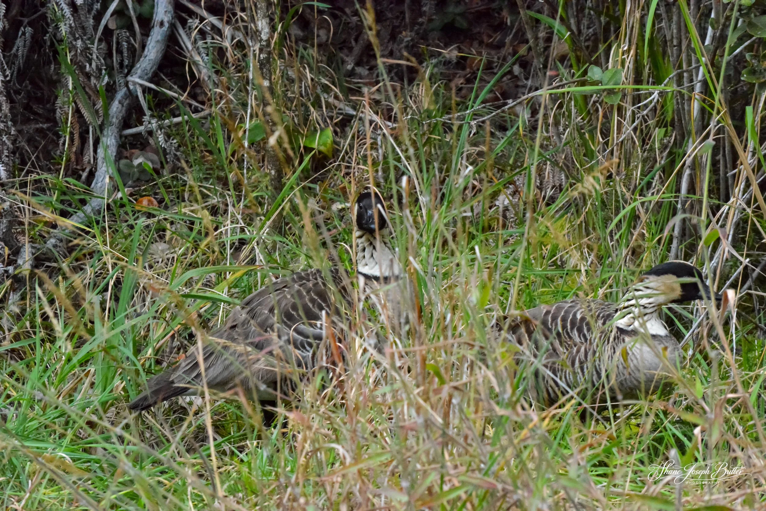 Untitle F3HP Shots-7.jpg