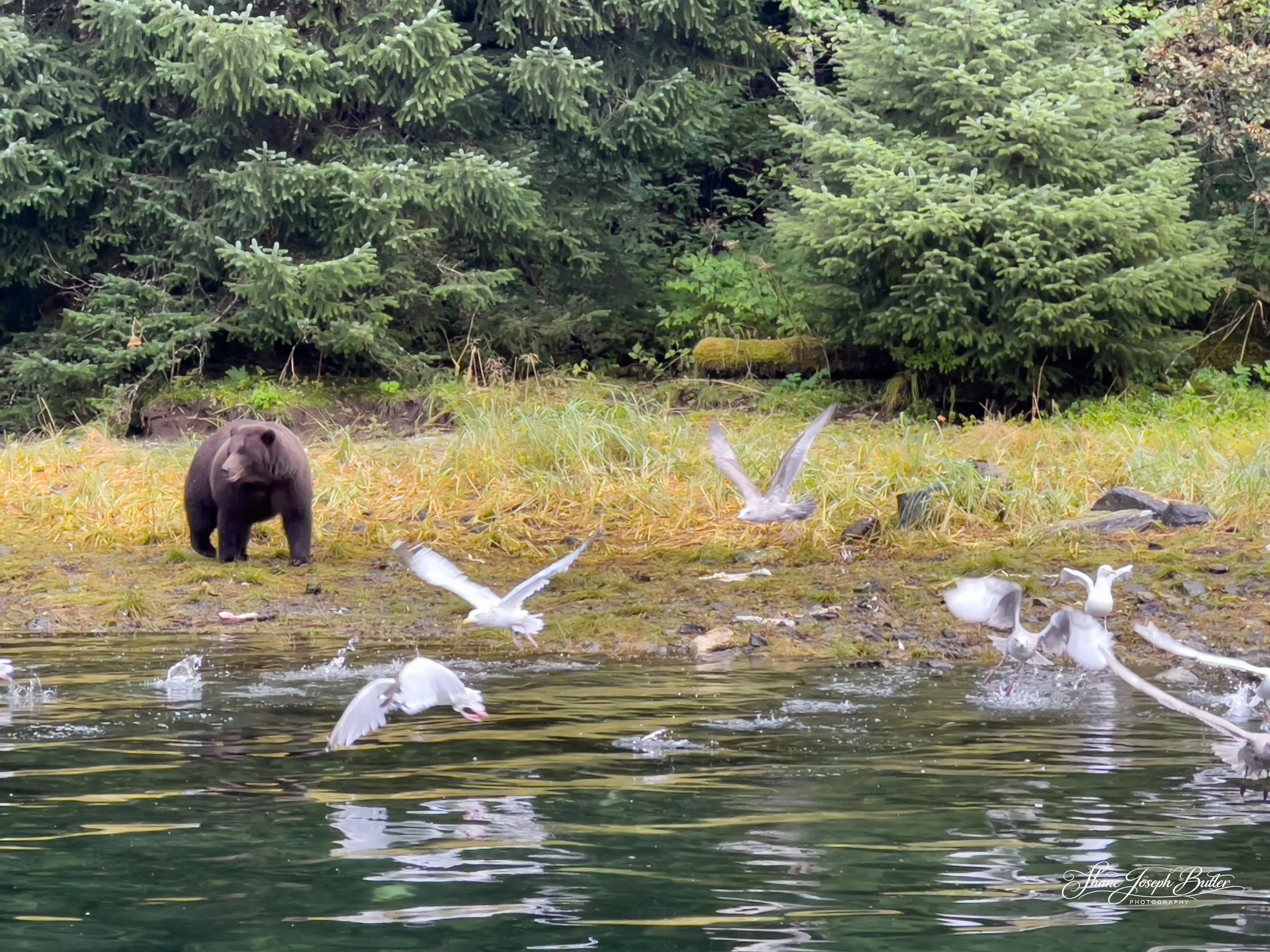 Untitle F3HP Shots-2.jpg