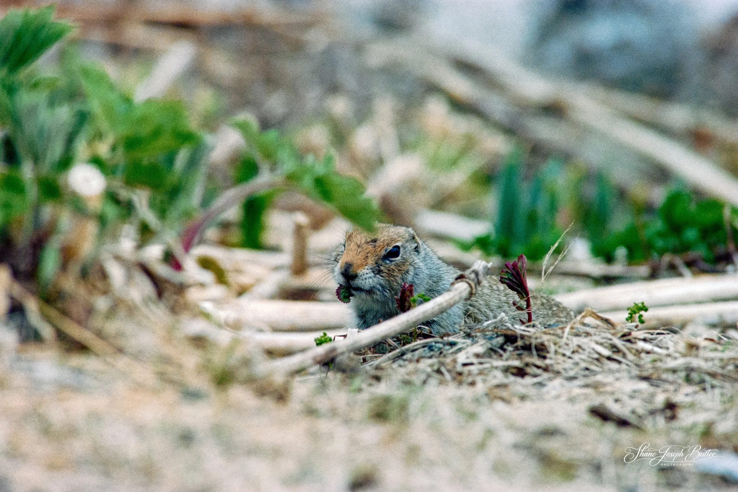 Untitle F3HP Shots-16.jpg