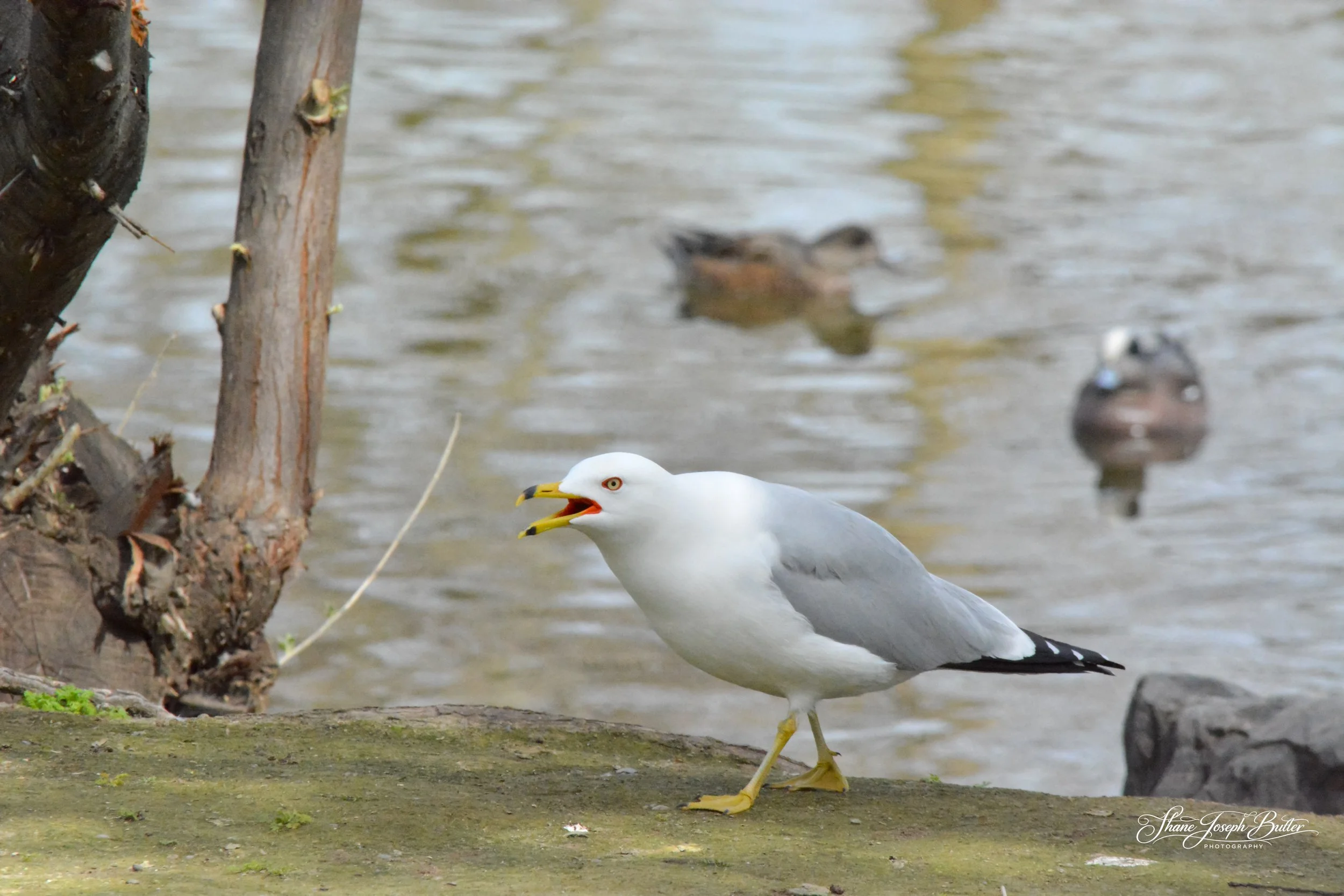 Untitle F3HP Shots-12.jpg