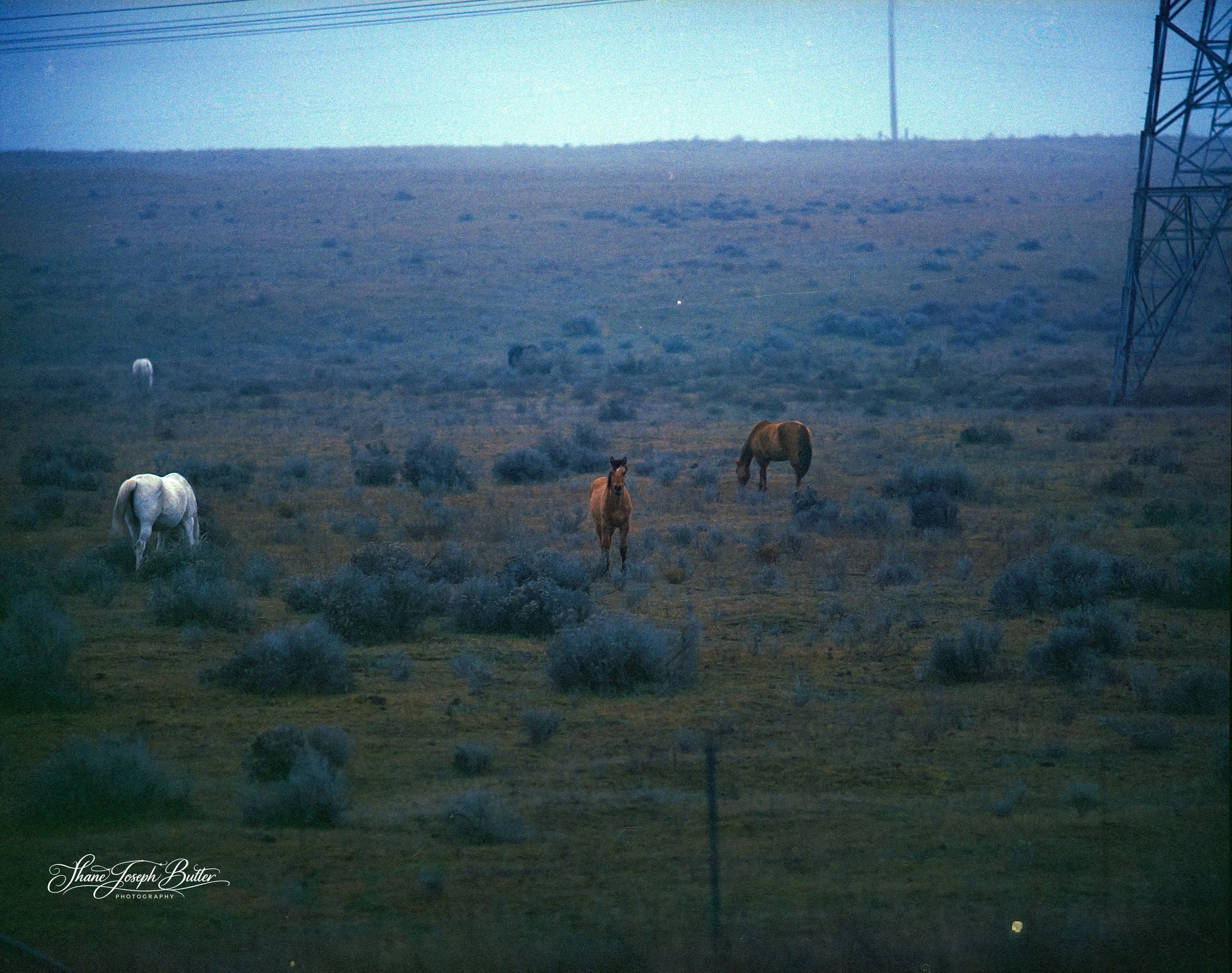 Wild Horses.jpg