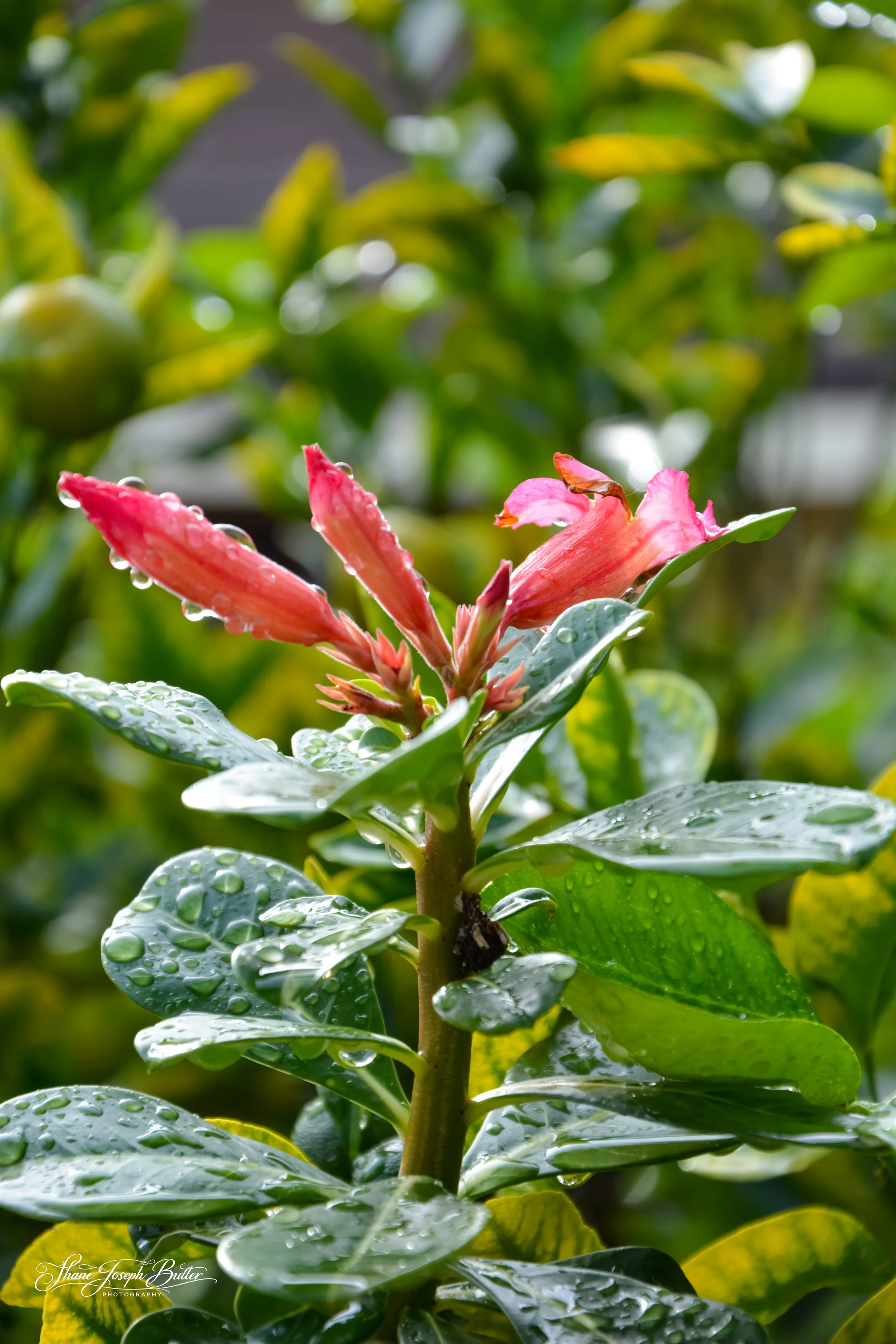 Rain drops leftover from night rains on Oahu.

Shot with Nikon D7100