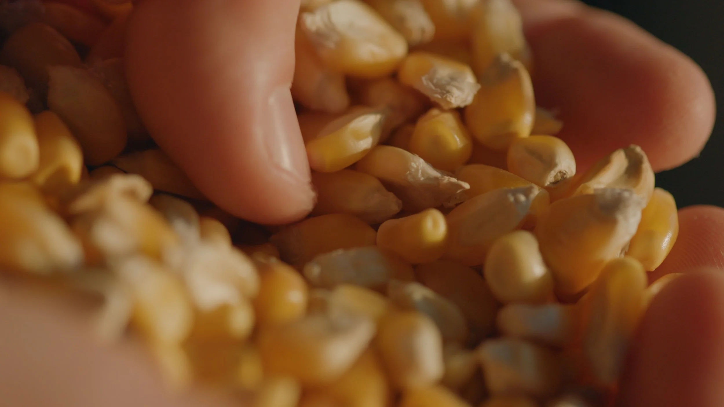Kernels of heirloom corn being held in a human hand