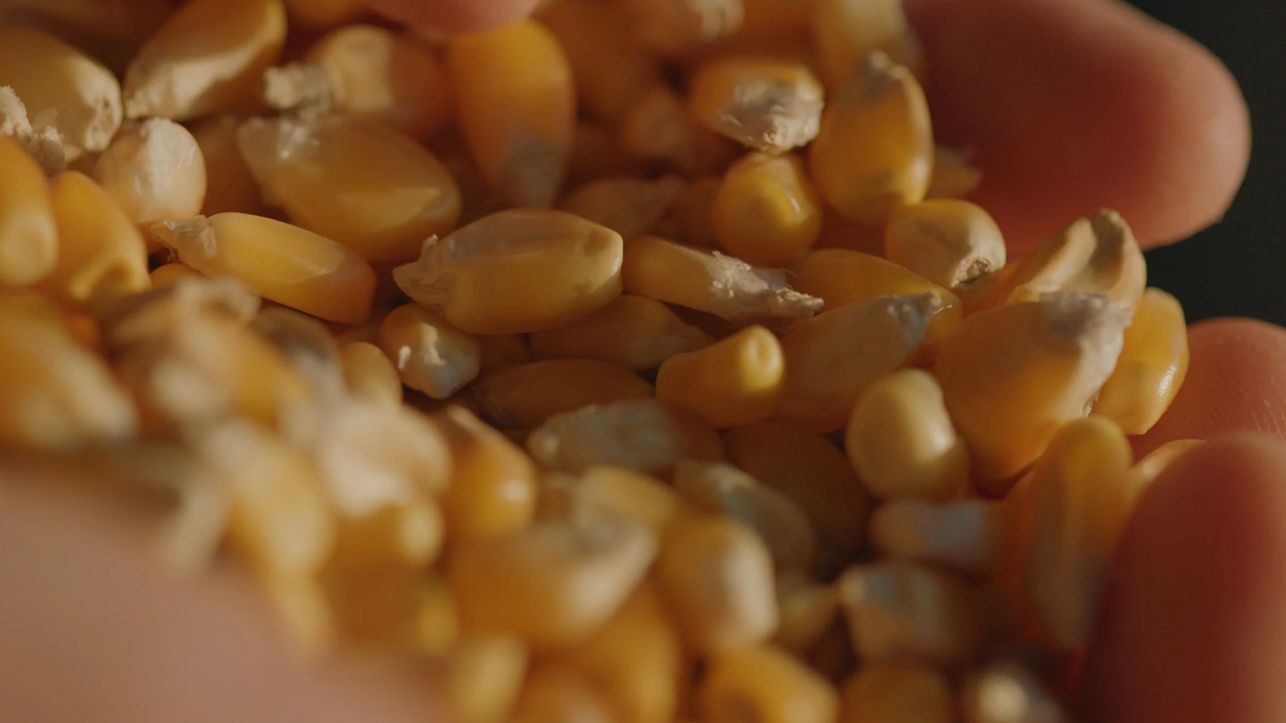 Close-up of corn kernels.
