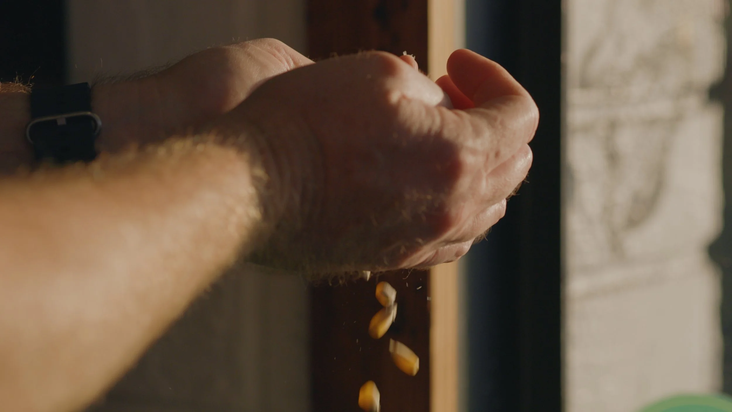 Close-up of a person's hand shaking kernels of corn into an open container.