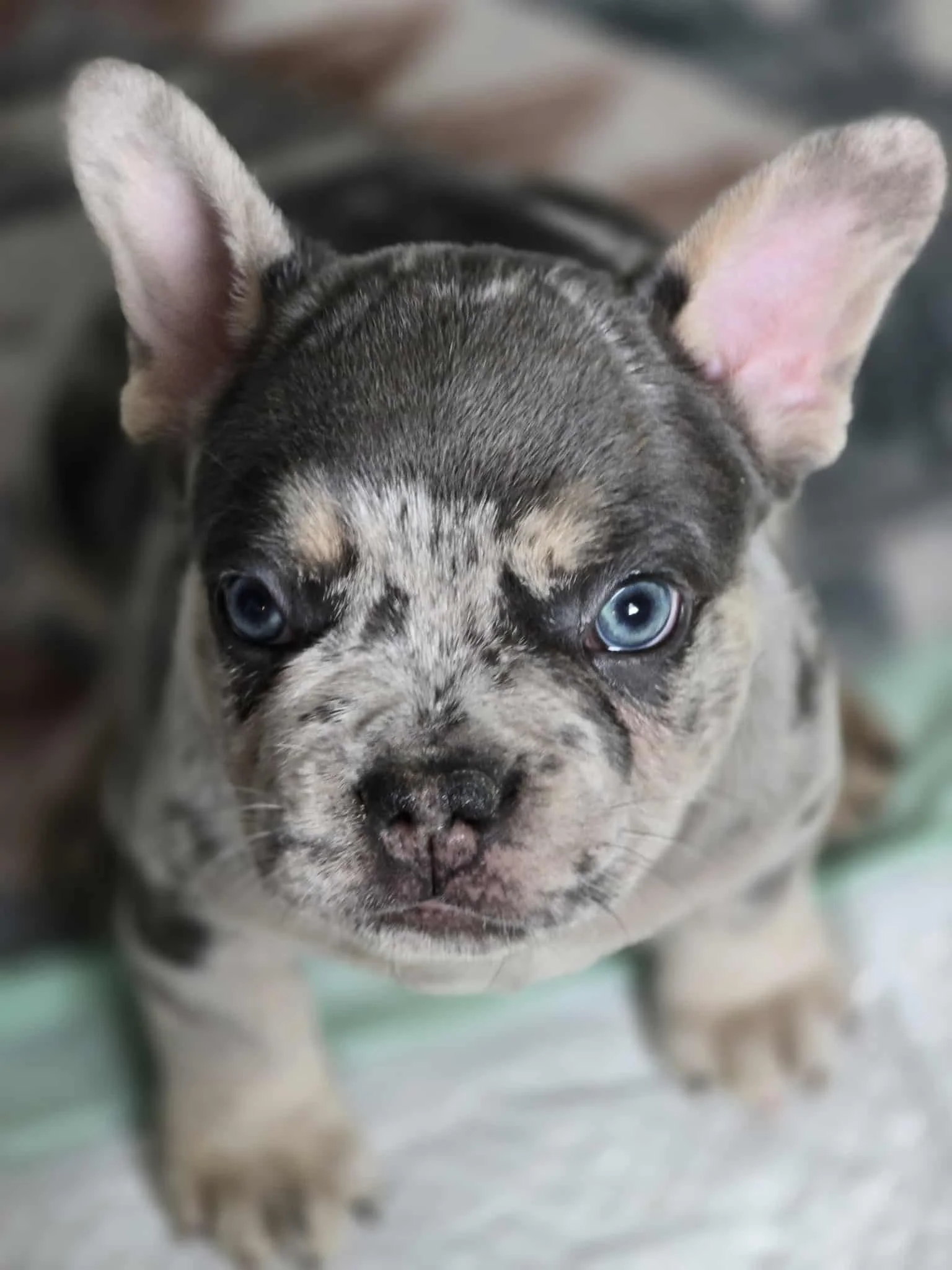 Bandit - French Bulldog