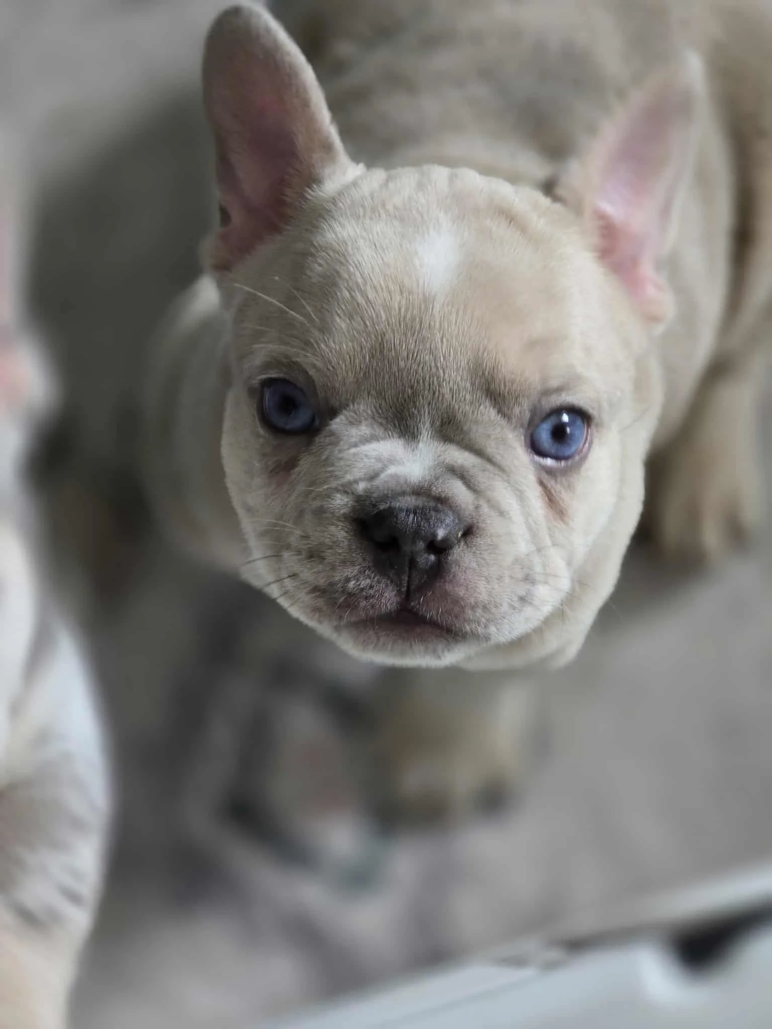 Oliver - French Bulldog