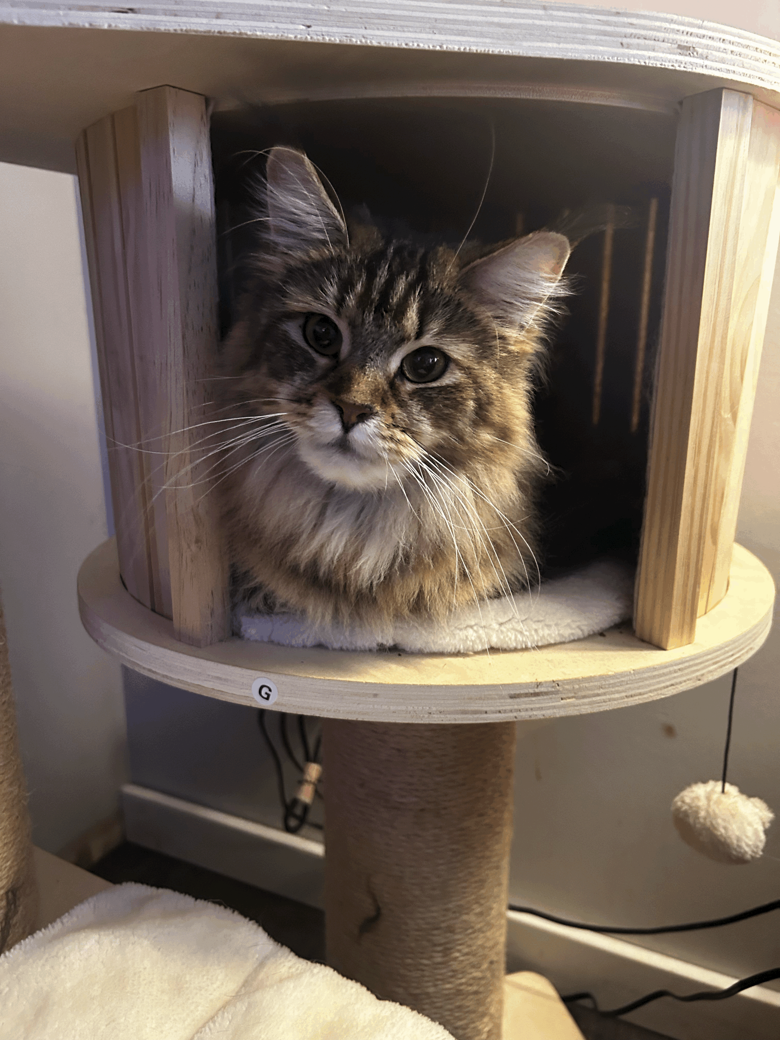 No Kittens Available