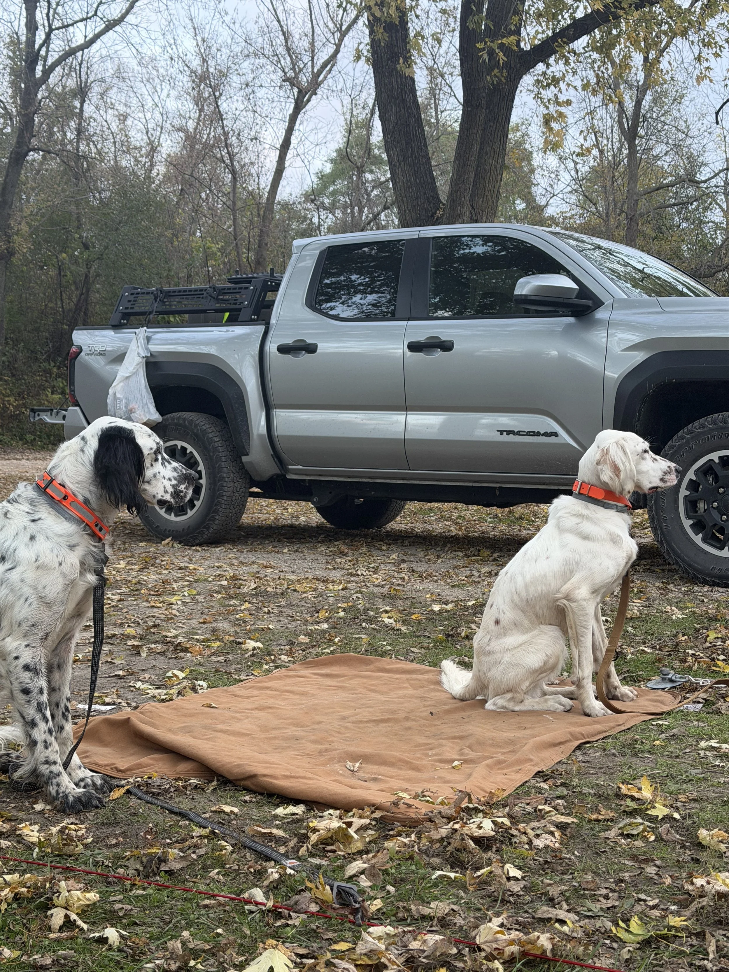 Two dogs sitting on a brown blanket on the ground next to a parked gray Toyota Tacoma pickup truck in a wooded area with fallen leaves.